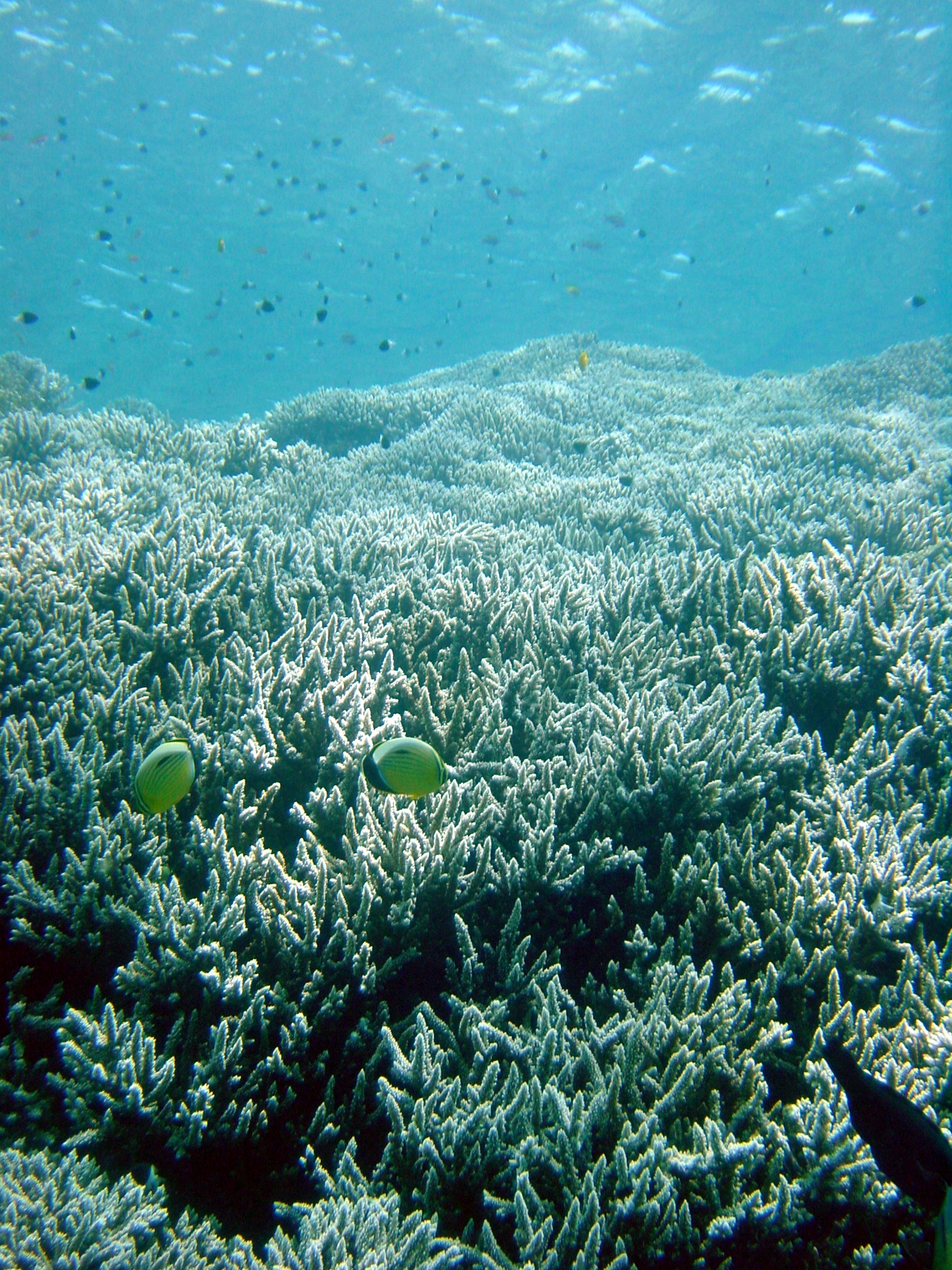 Klicken f�r Bild in voller Aufl�sung