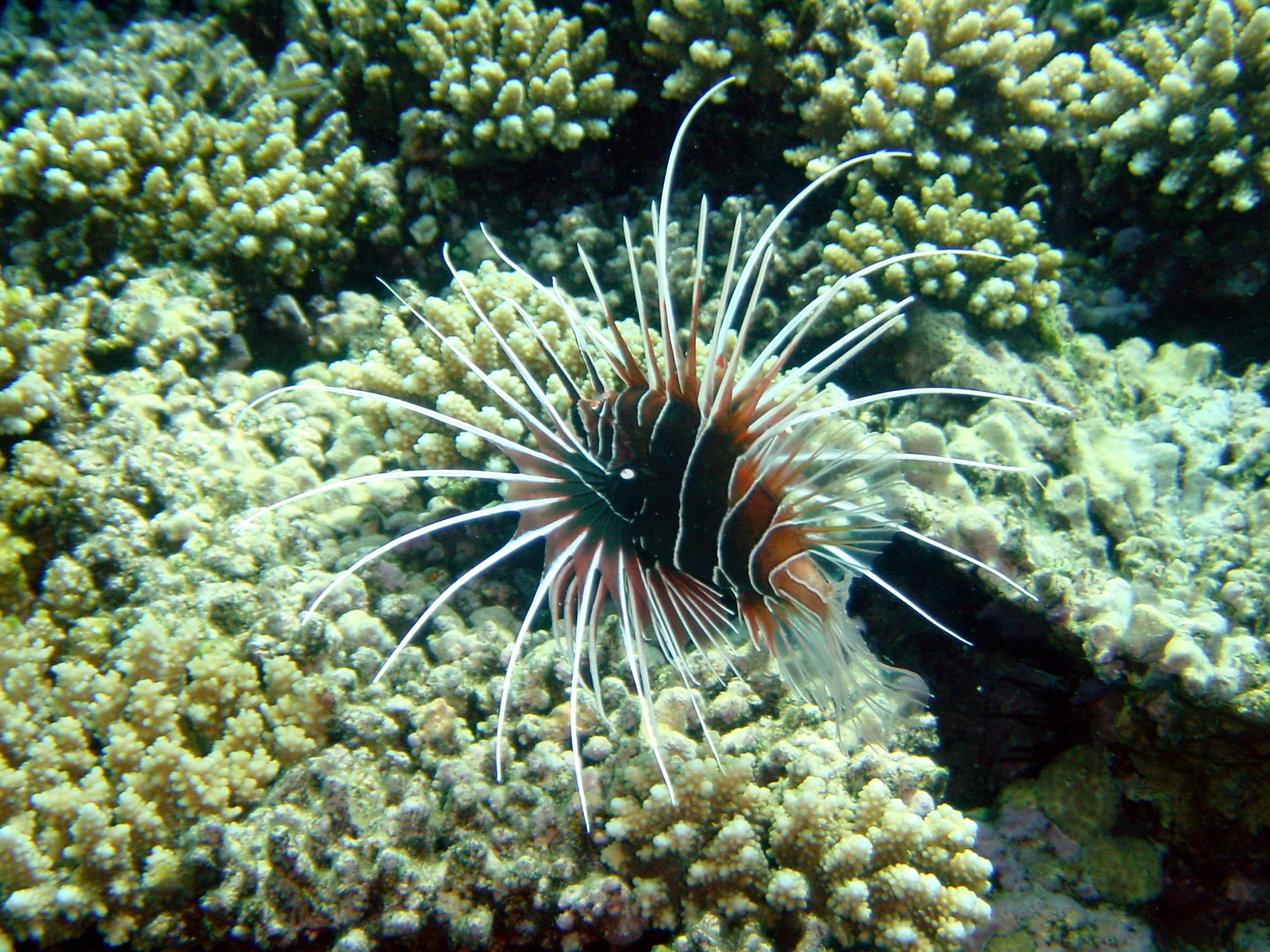 Klicken f�r Bild in voller Aufl�sung