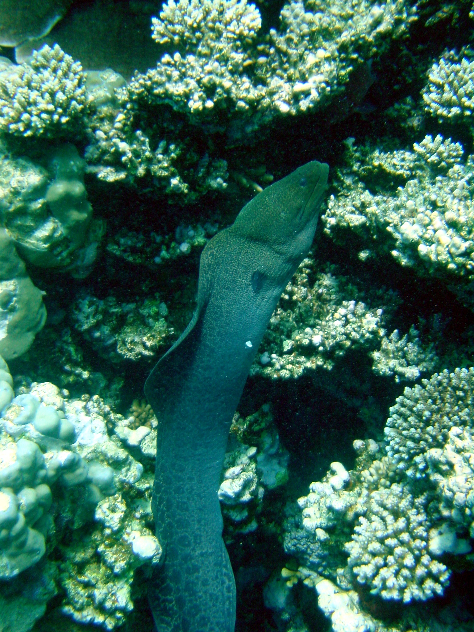 Klicken f�r Bild in voller Aufl�sung