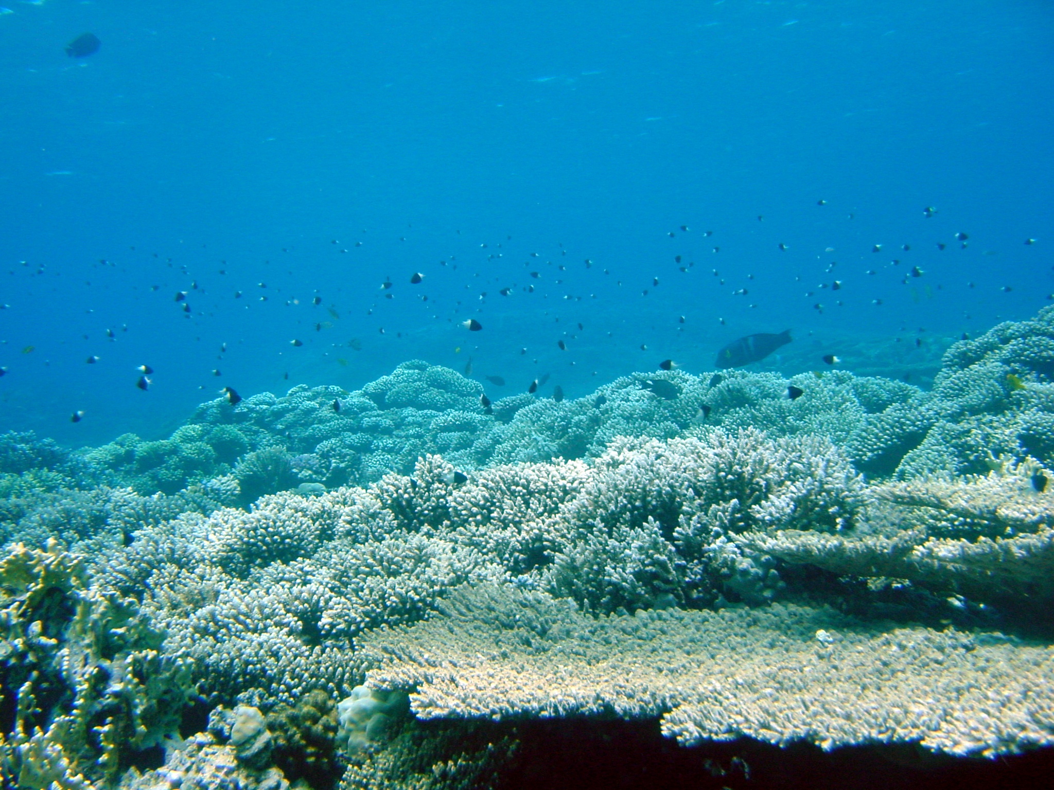 Klicken f�r Bild in voller Aufl�sung