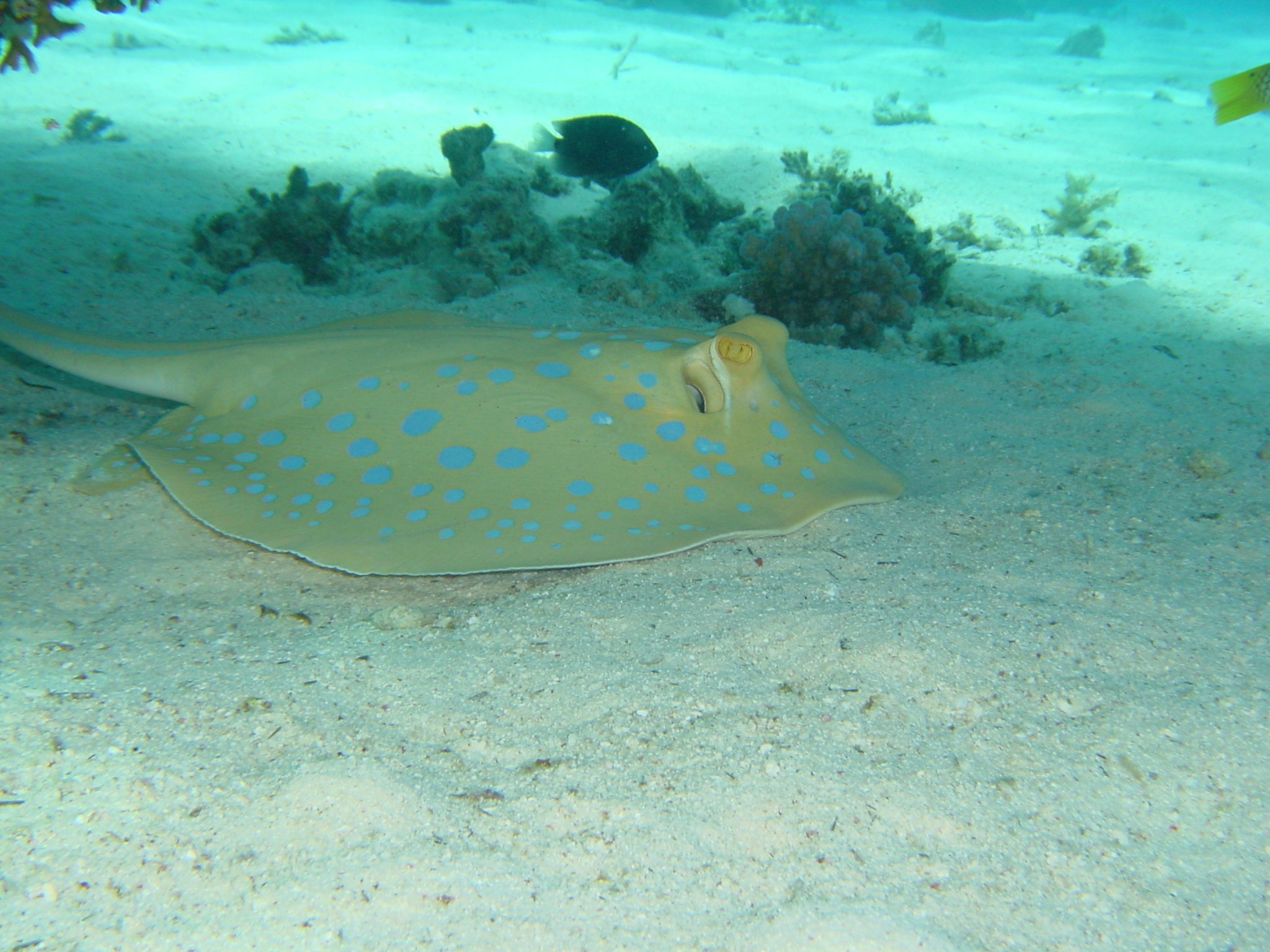 Klicken f�r Bild in voller Aufl�sung