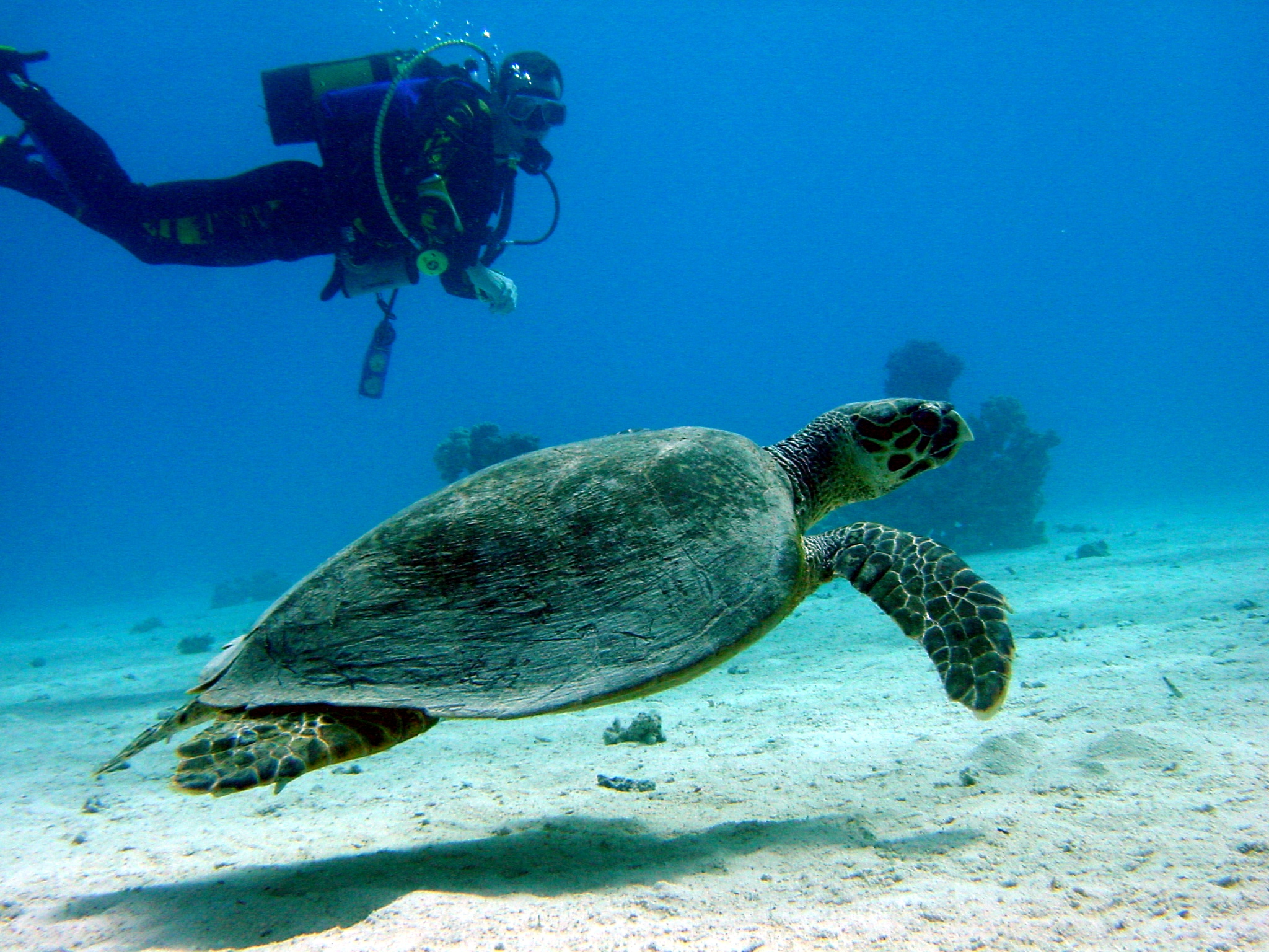 Klicken f�r Bild in voller Aufl�sung