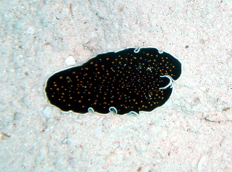 Klicken f�r Bild in voller Aufl�sung