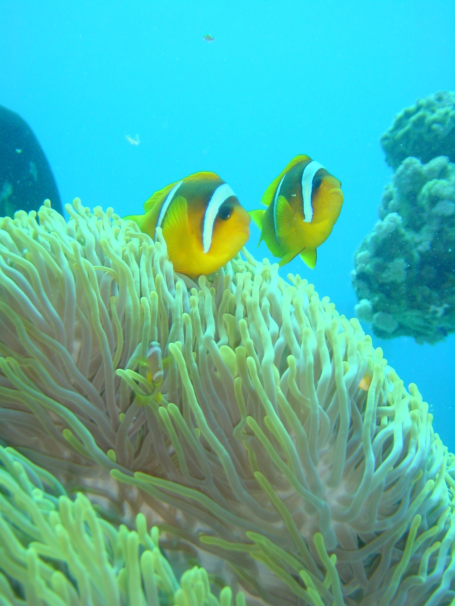 Klicken f�r Bild in voller Aufl�sung