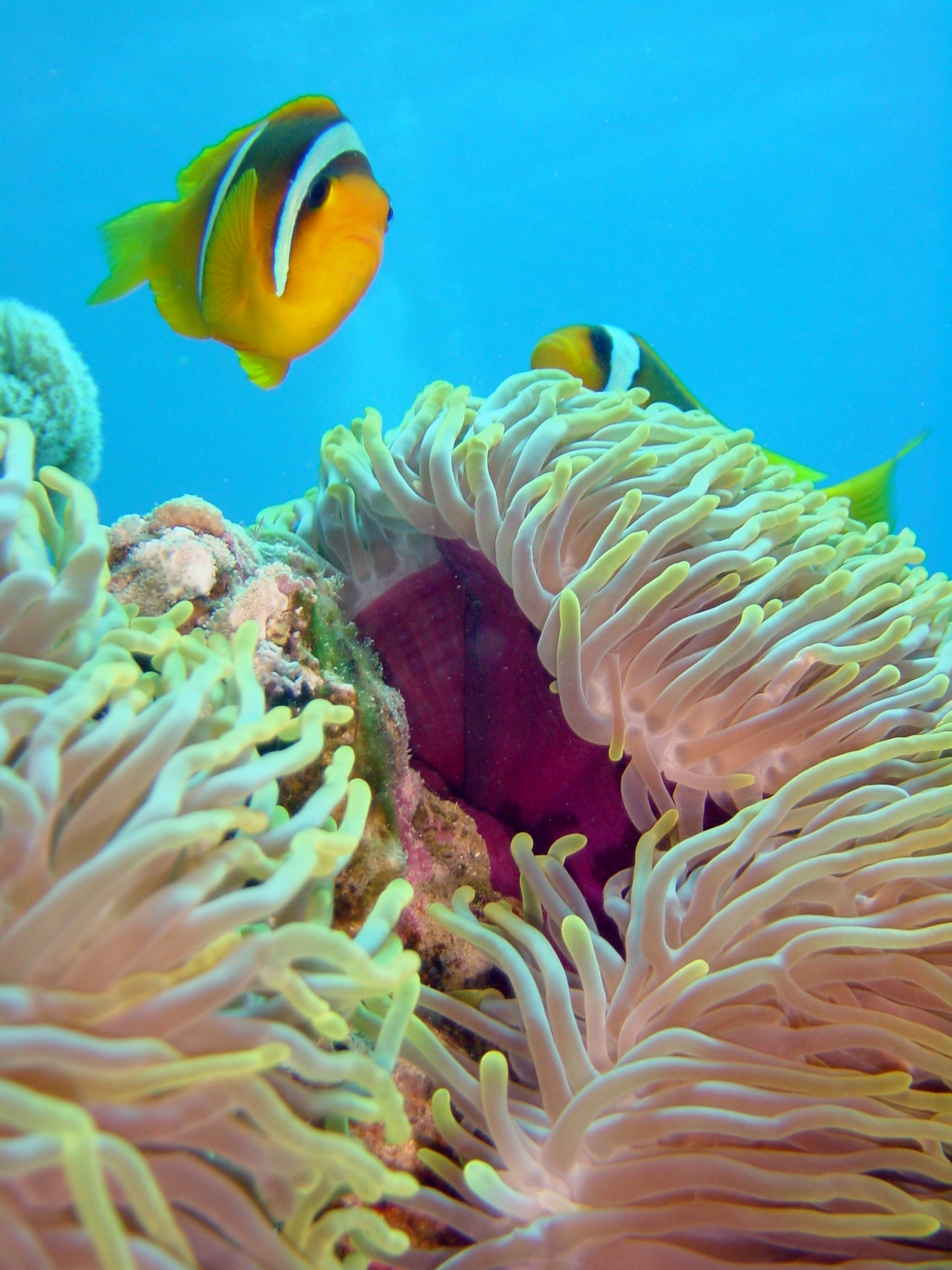 Klicken f�r Bild in voller Aufl�sung