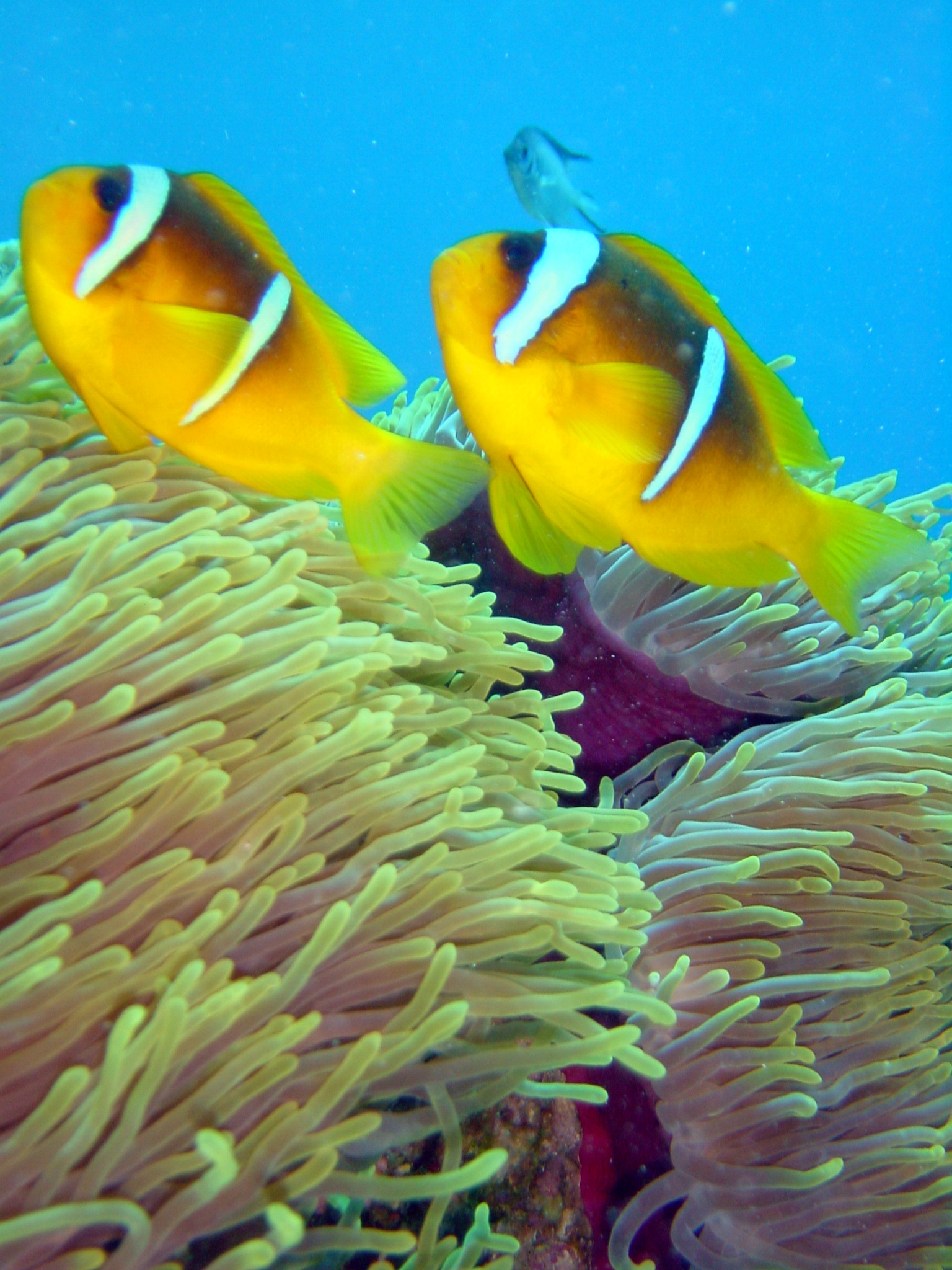 Klicken f�r Bild in voller Aufl�sung