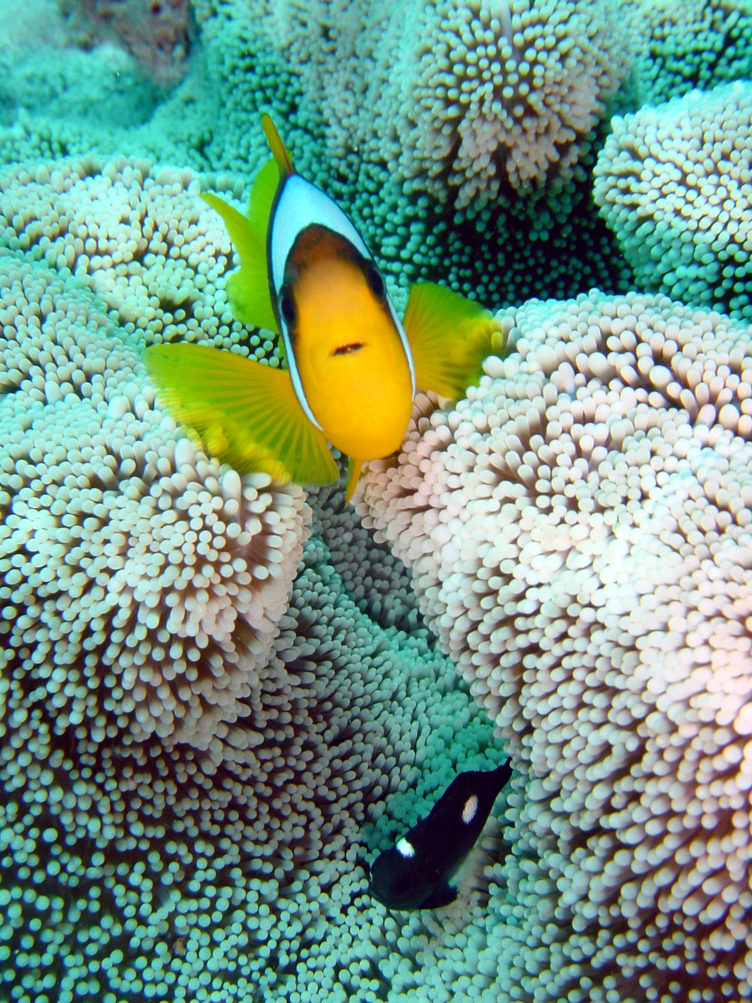 Klicken f�r Bild in voller Aufl�sung