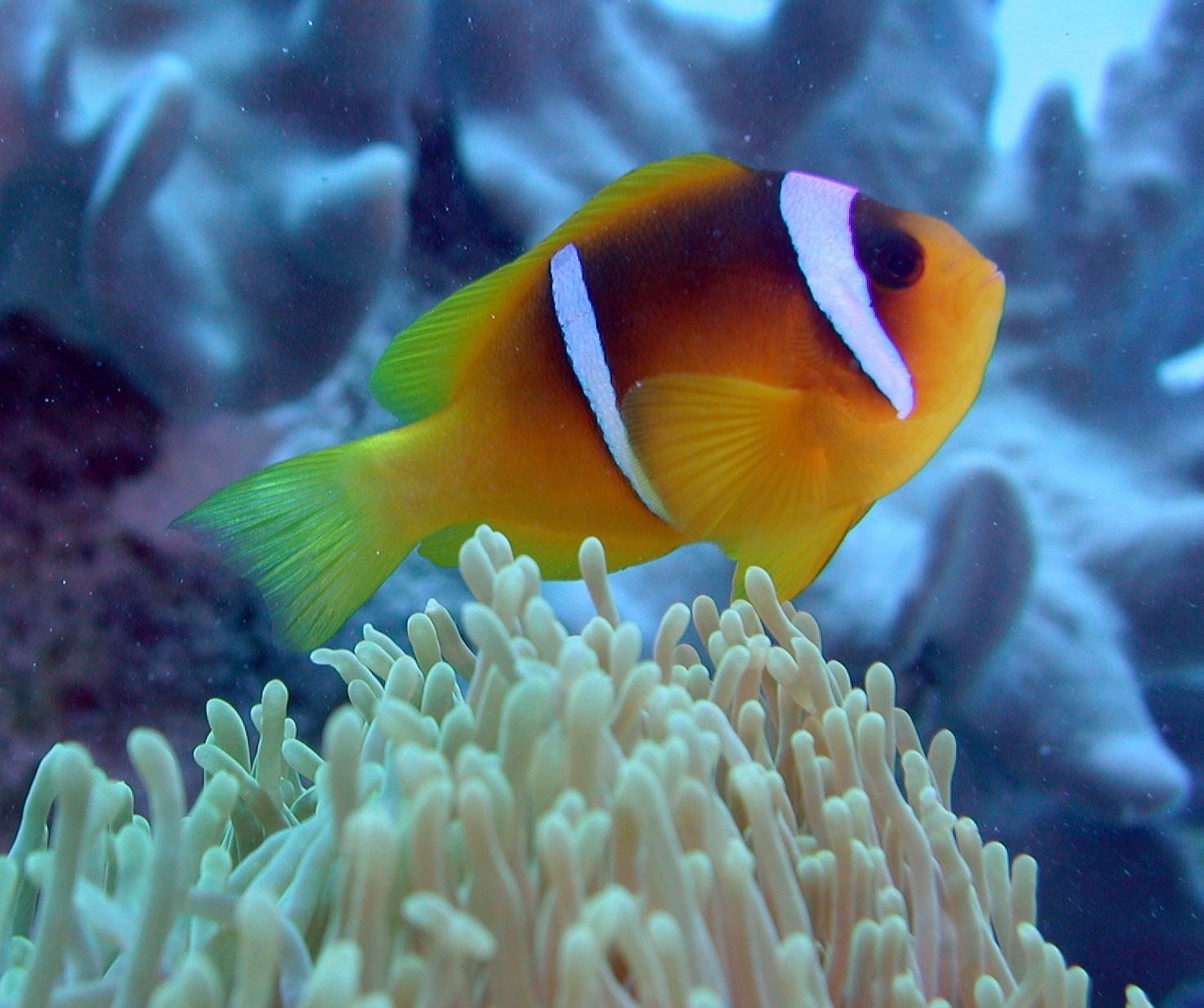 Klicken f�r Bild in voller Aufl�sung