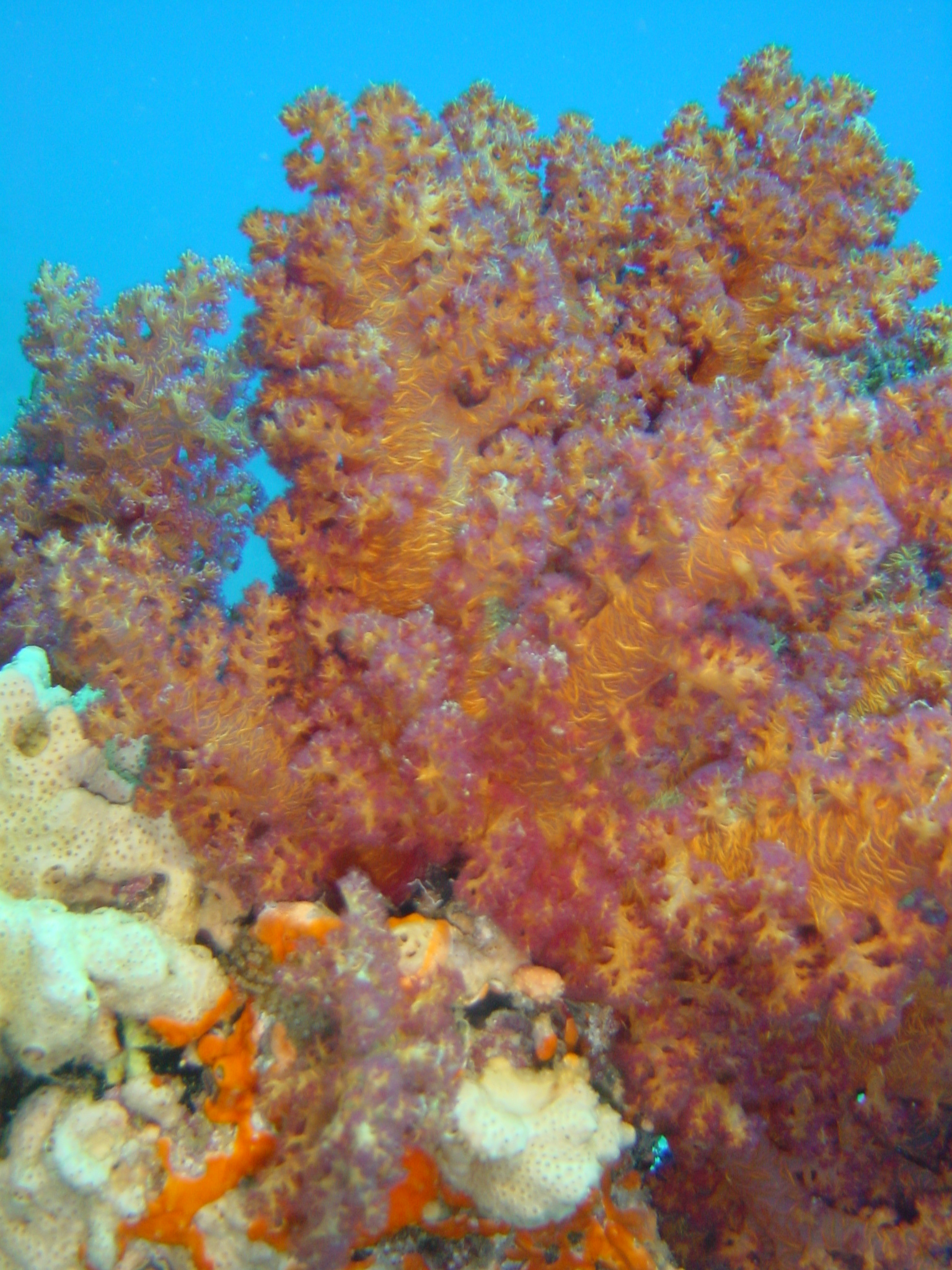 Klicken f�r Bild in voller Aufl�sung