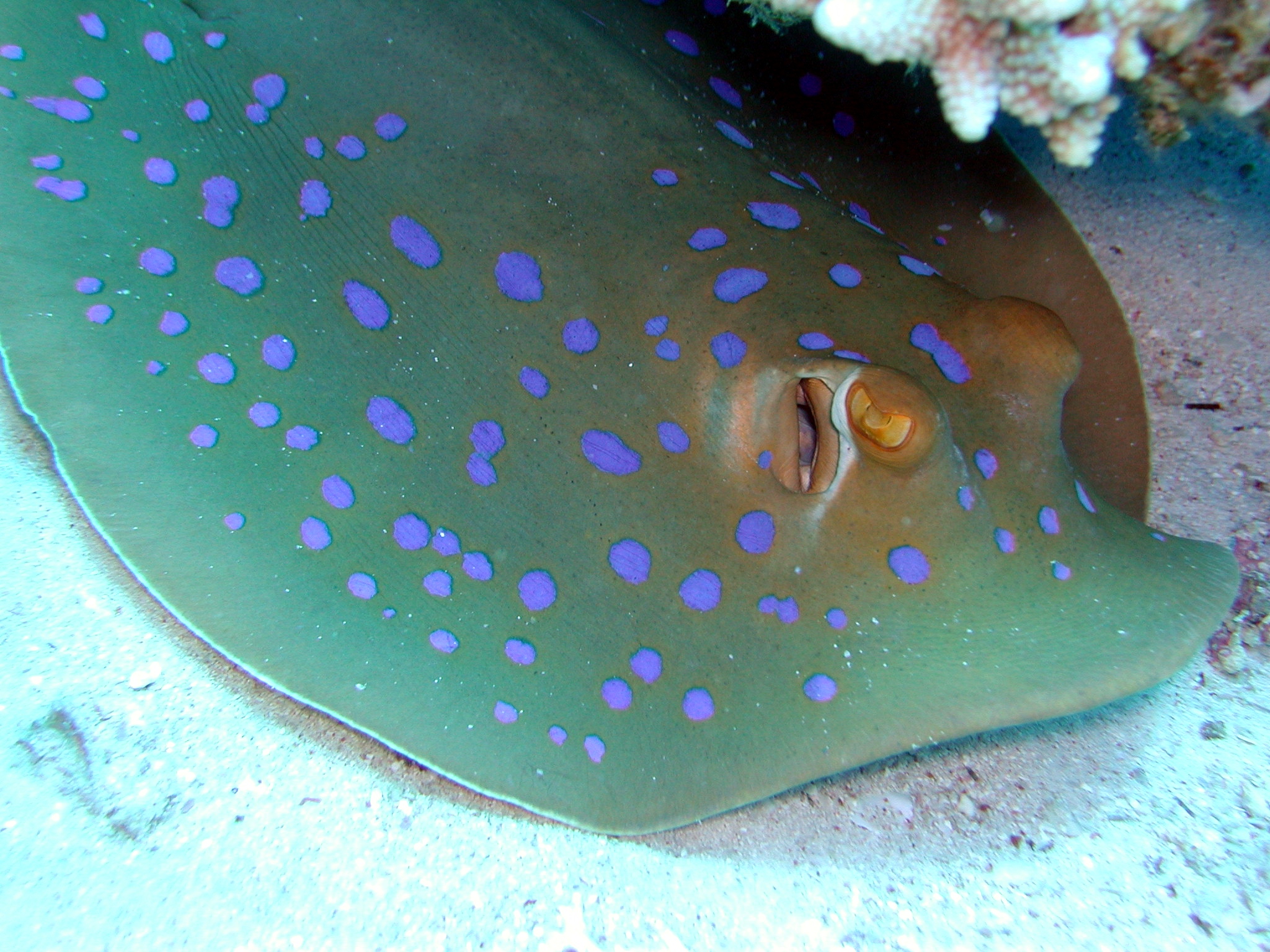 Klicken f�r Bild in voller Aufl�sung