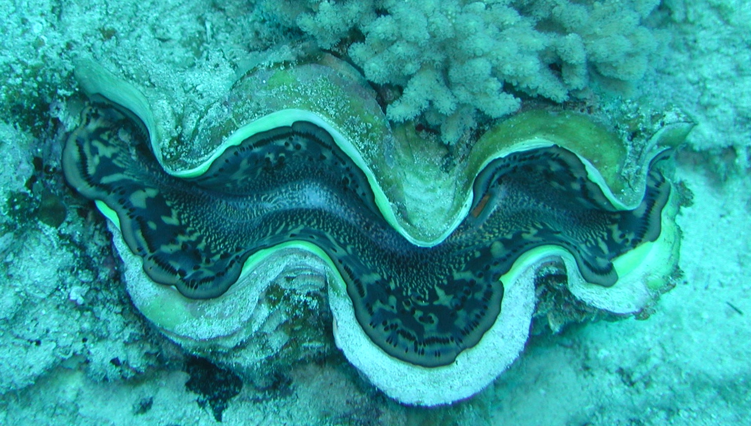 Klicken f�r Bild in voller Aufl�sung