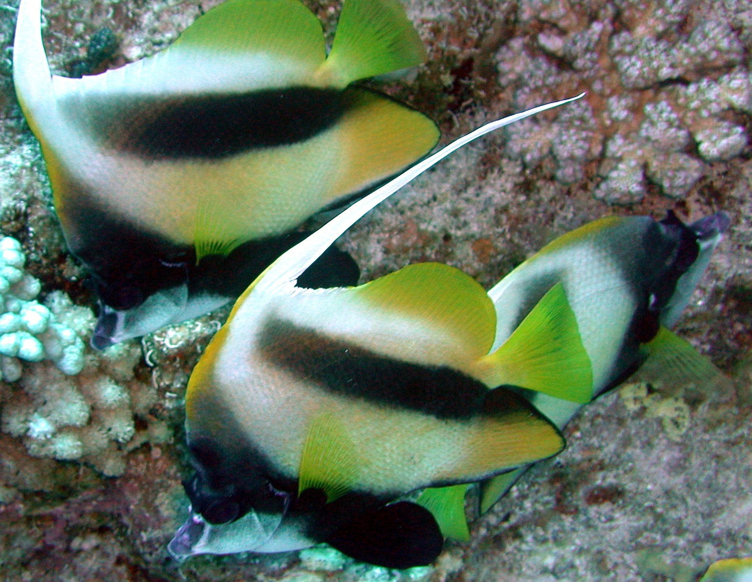 Klicken f�r Bild in voller Aufl�sung