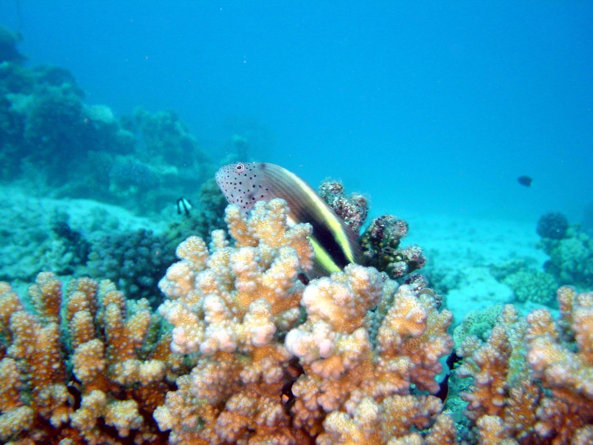 Klicken f�r Bild in voller Aufl�sung