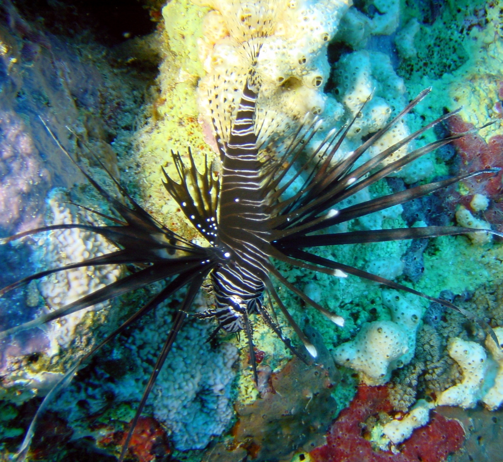 Klicken f�r Bild in voller Aufl�sung