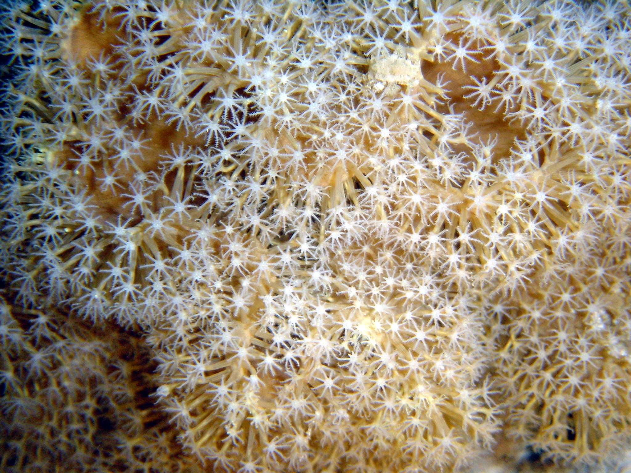 Klicken f�r Bild in voller Aufl�sung