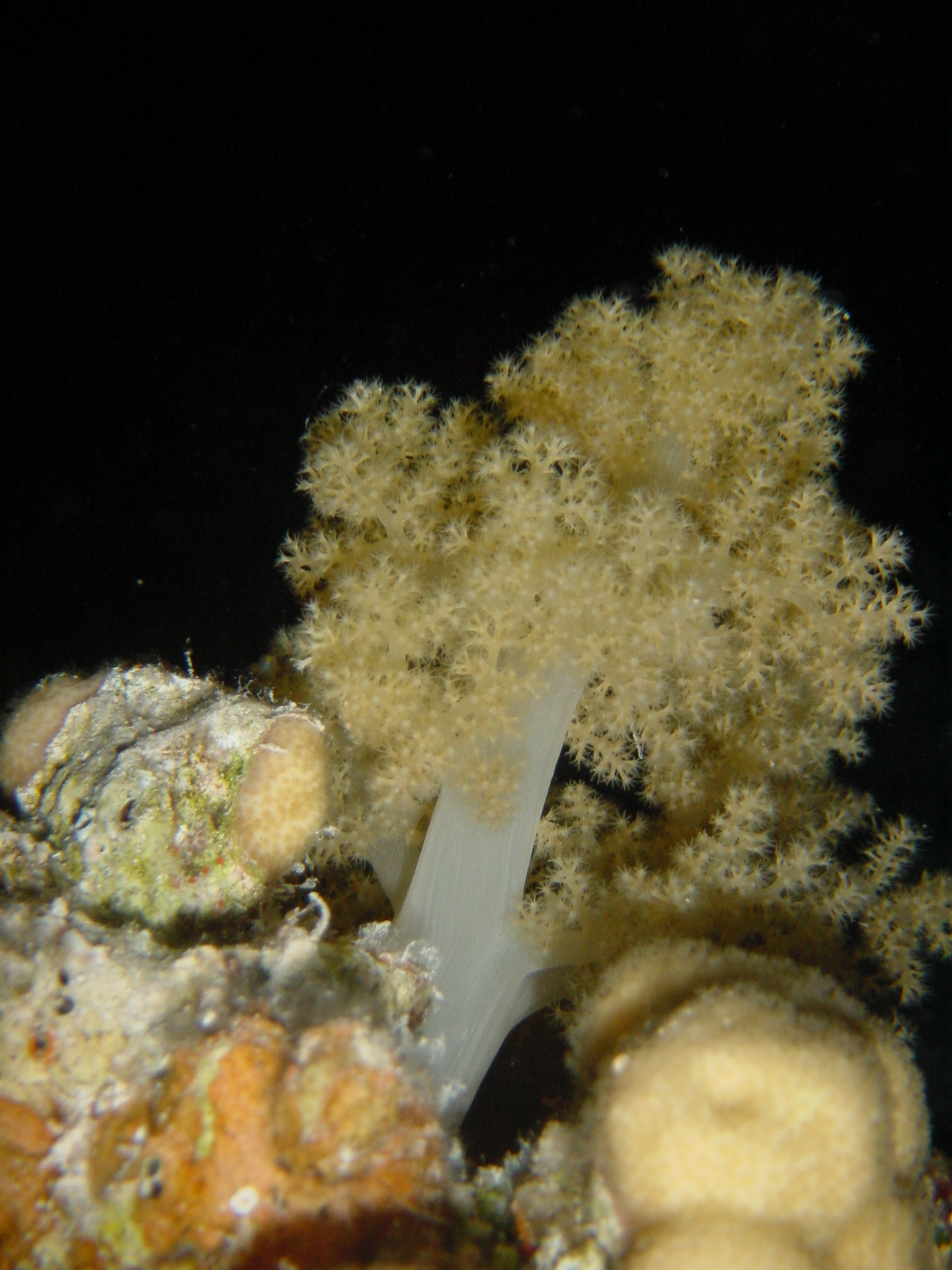 Klicken f�r Bild in voller Aufl�sung