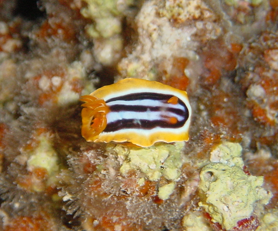 Klicken f�r Bild in voller Aufl�sung