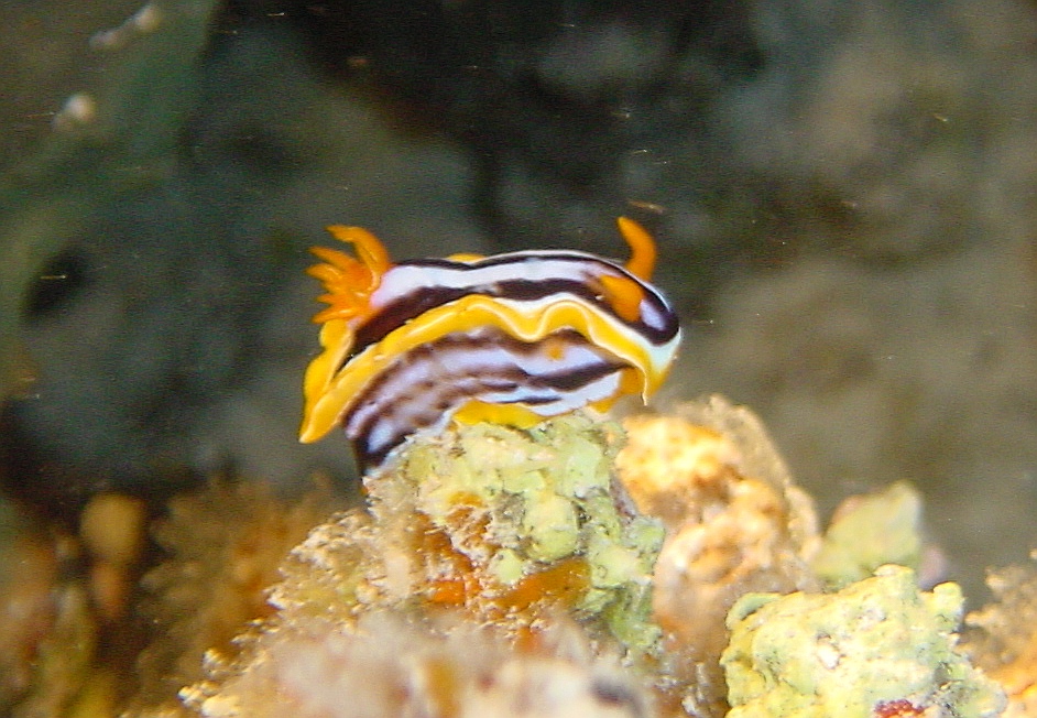 Klicken f�r Bild in voller Aufl�sung