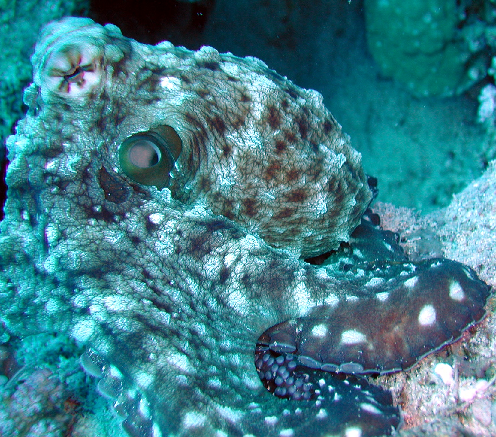 Klicken f�r Bild in voller Aufl�sung