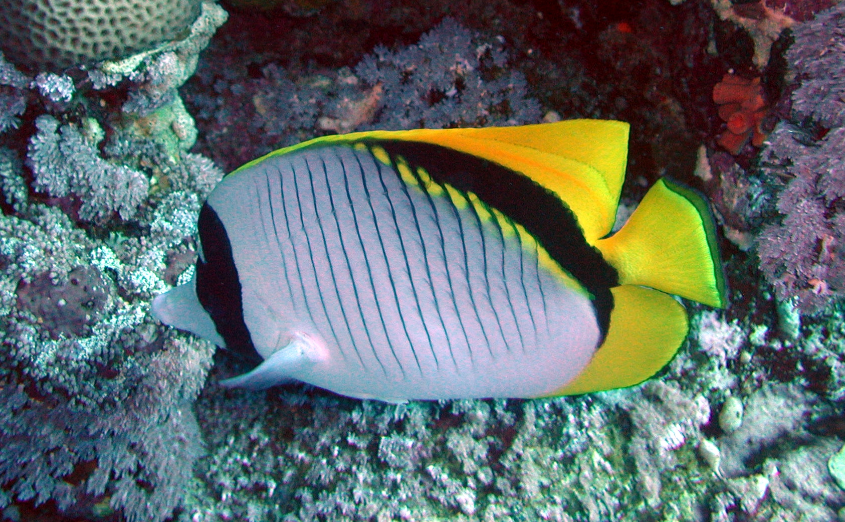 Klicken f�r Bild in voller Aufl�sung