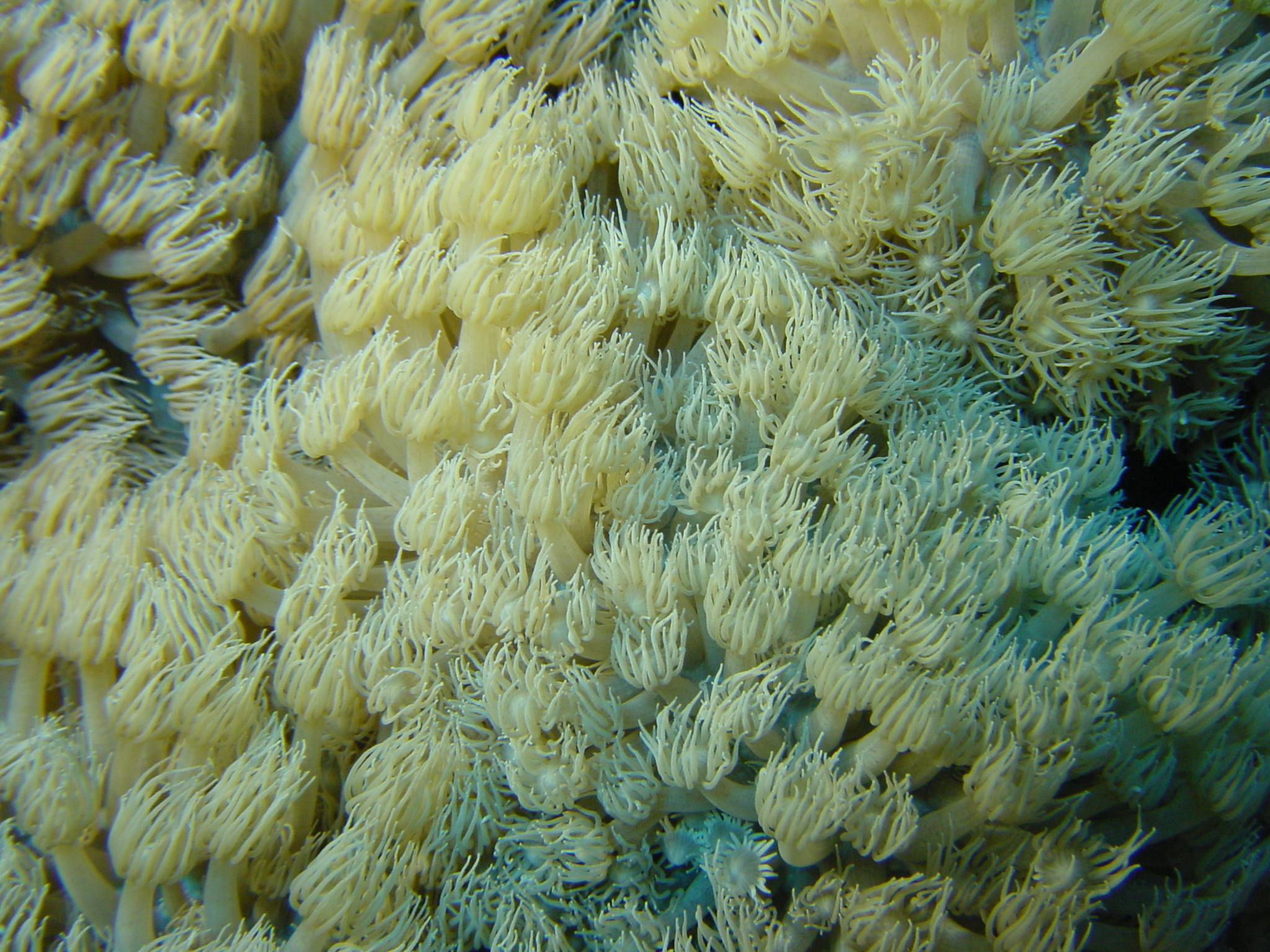 Klicken f�r Bild in voller Aufl�sung