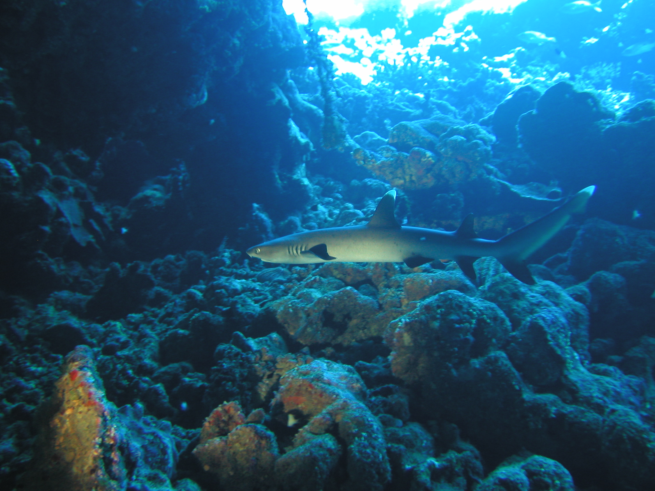 Klicken f�r Bild in voller Aufl�sung