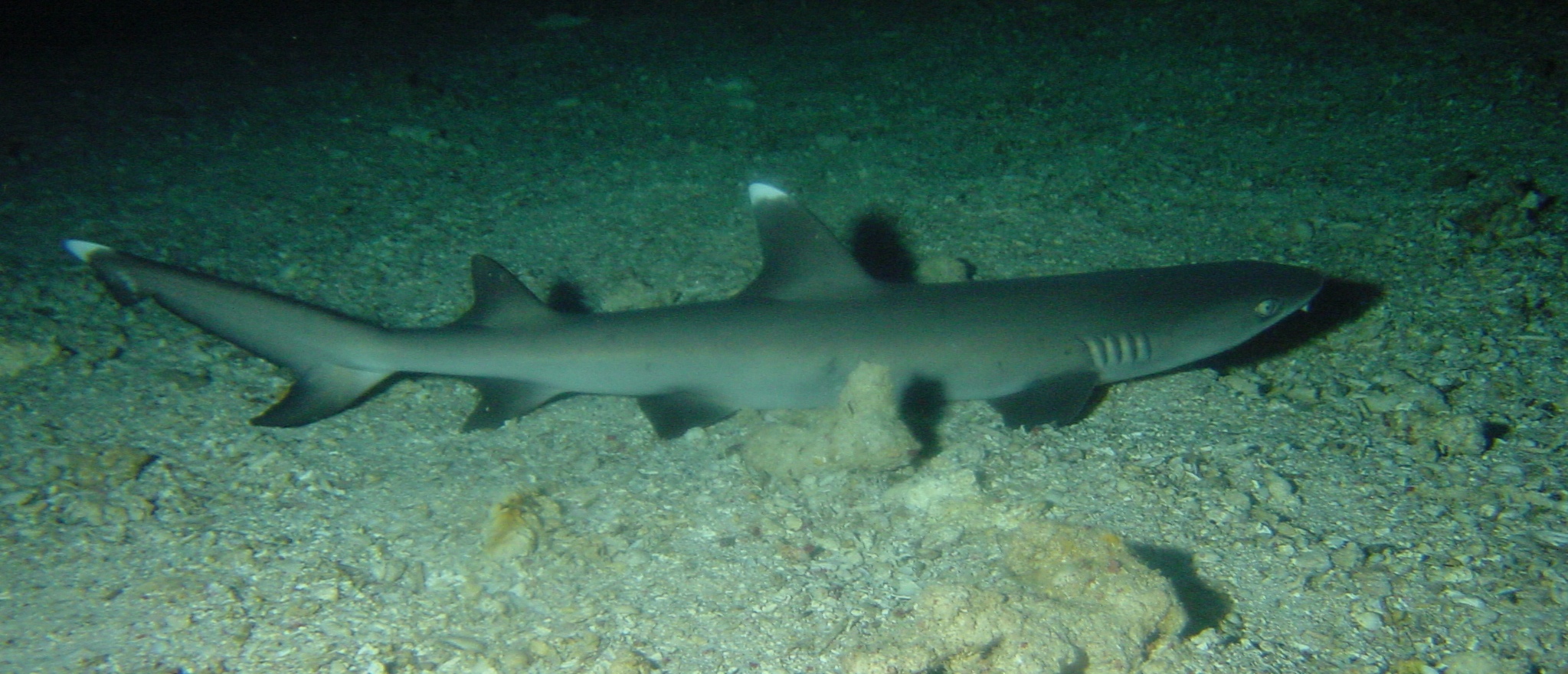 Klicken f�r Bild in voller Aufl�sung