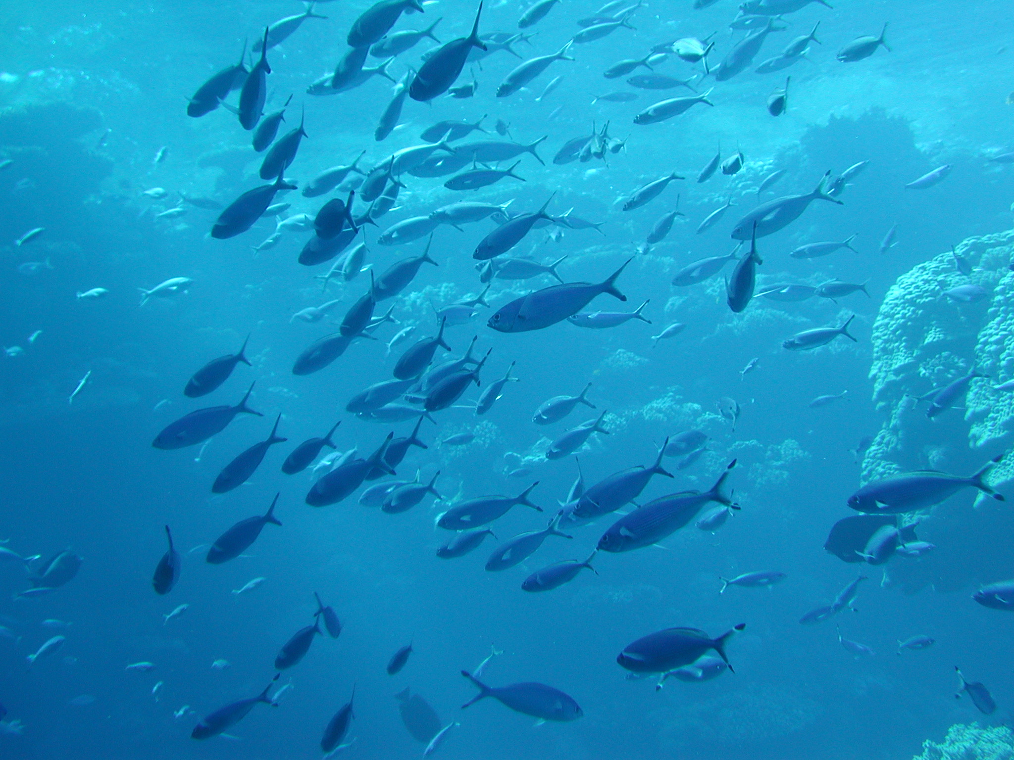 Klicken f�r Bild in voller Aufl�sung