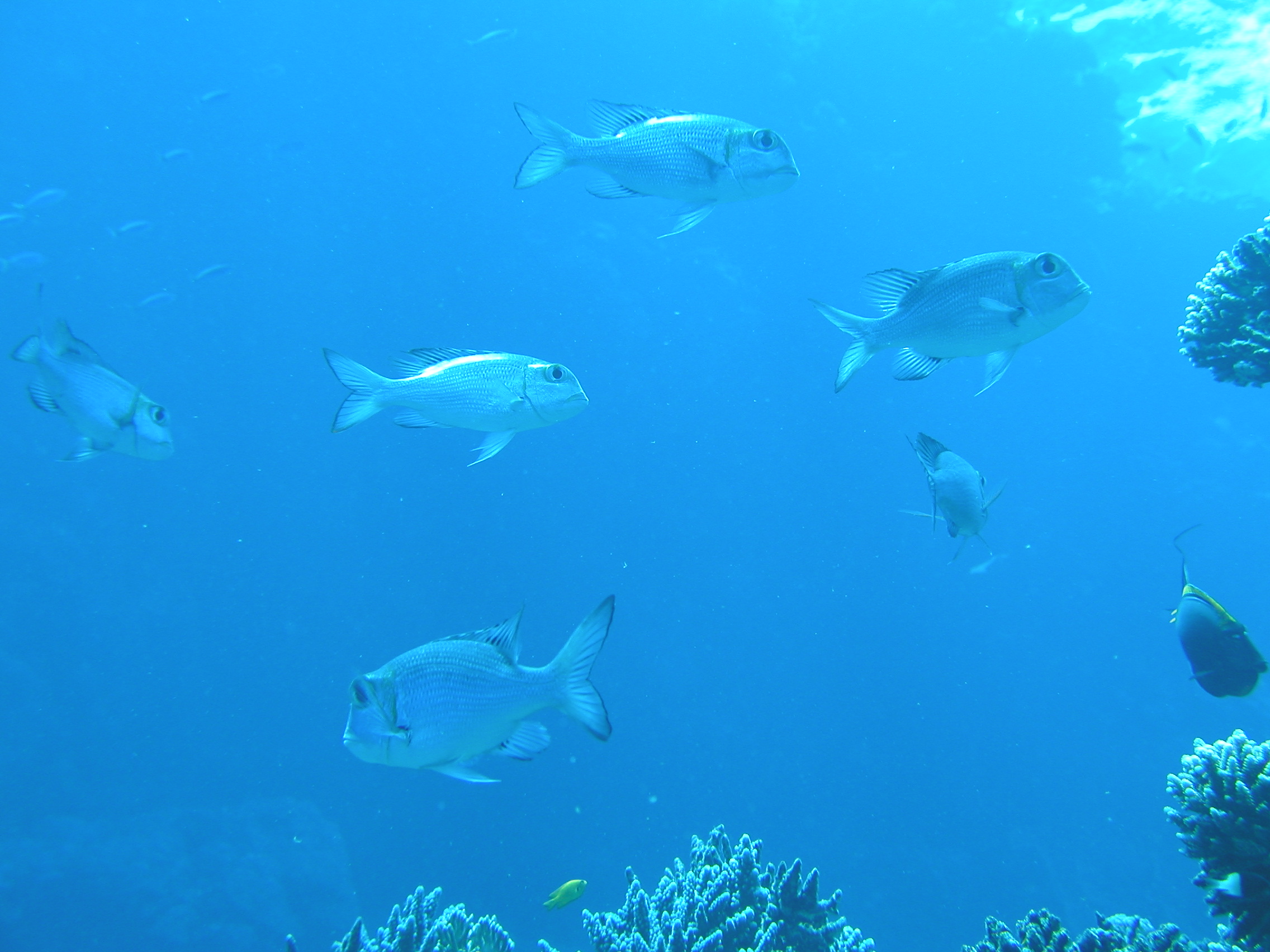 Klicken f�r Bild in voller Aufl�sung