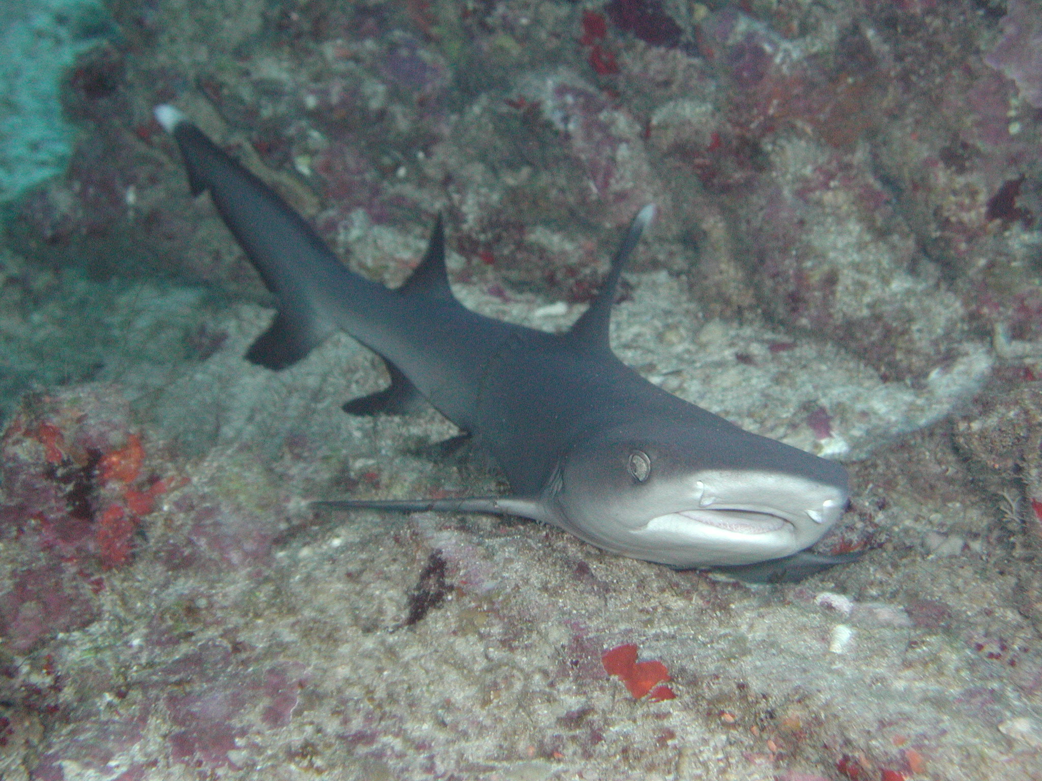 Klicken f�r Bild in voller Aufl�sung