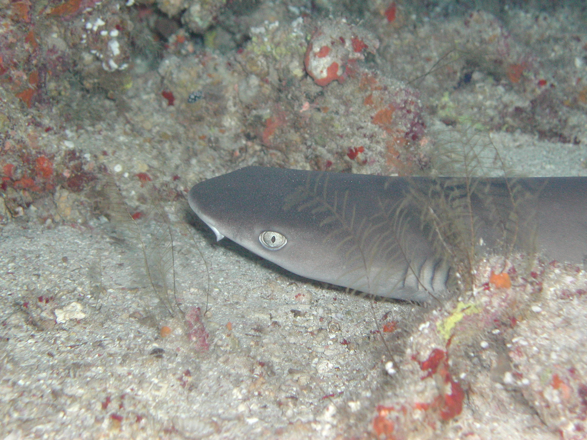 Klicken f�r Bild in voller Aufl�sung