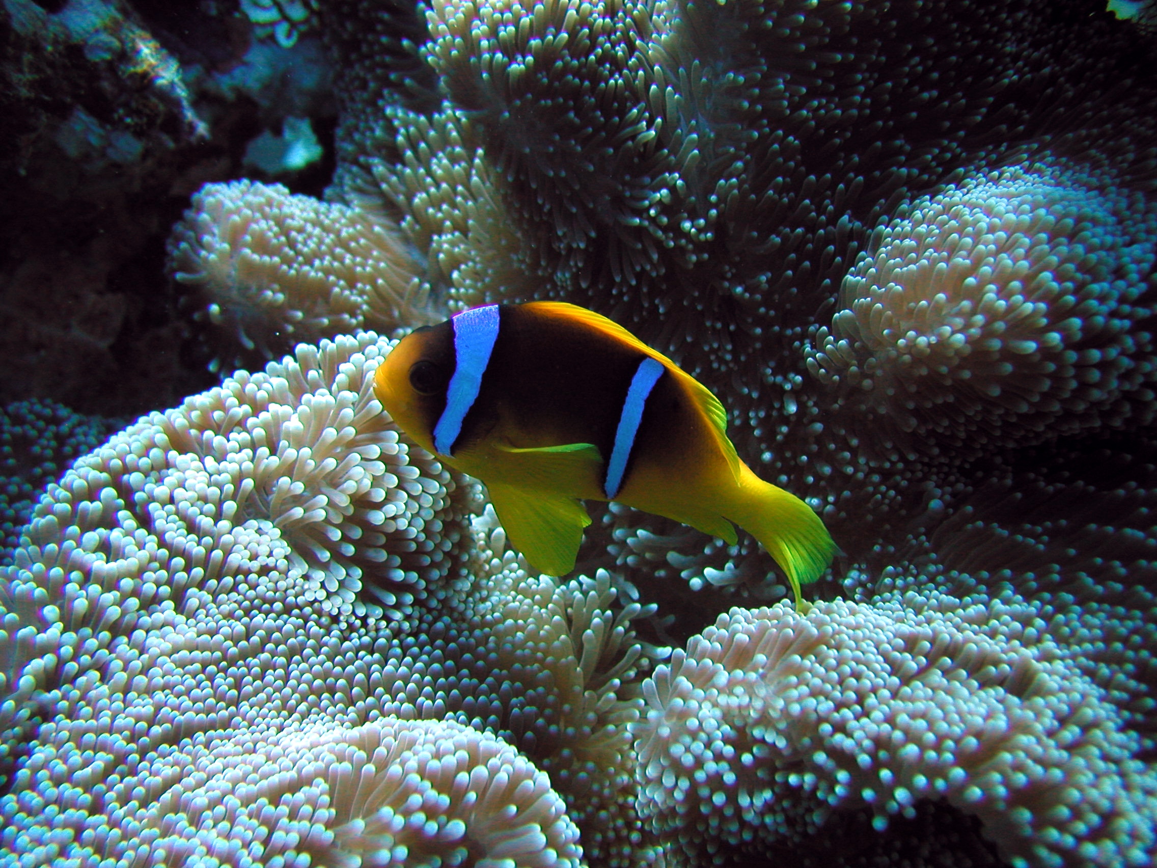 Klicken f�r Bild in voller Aufl�sung