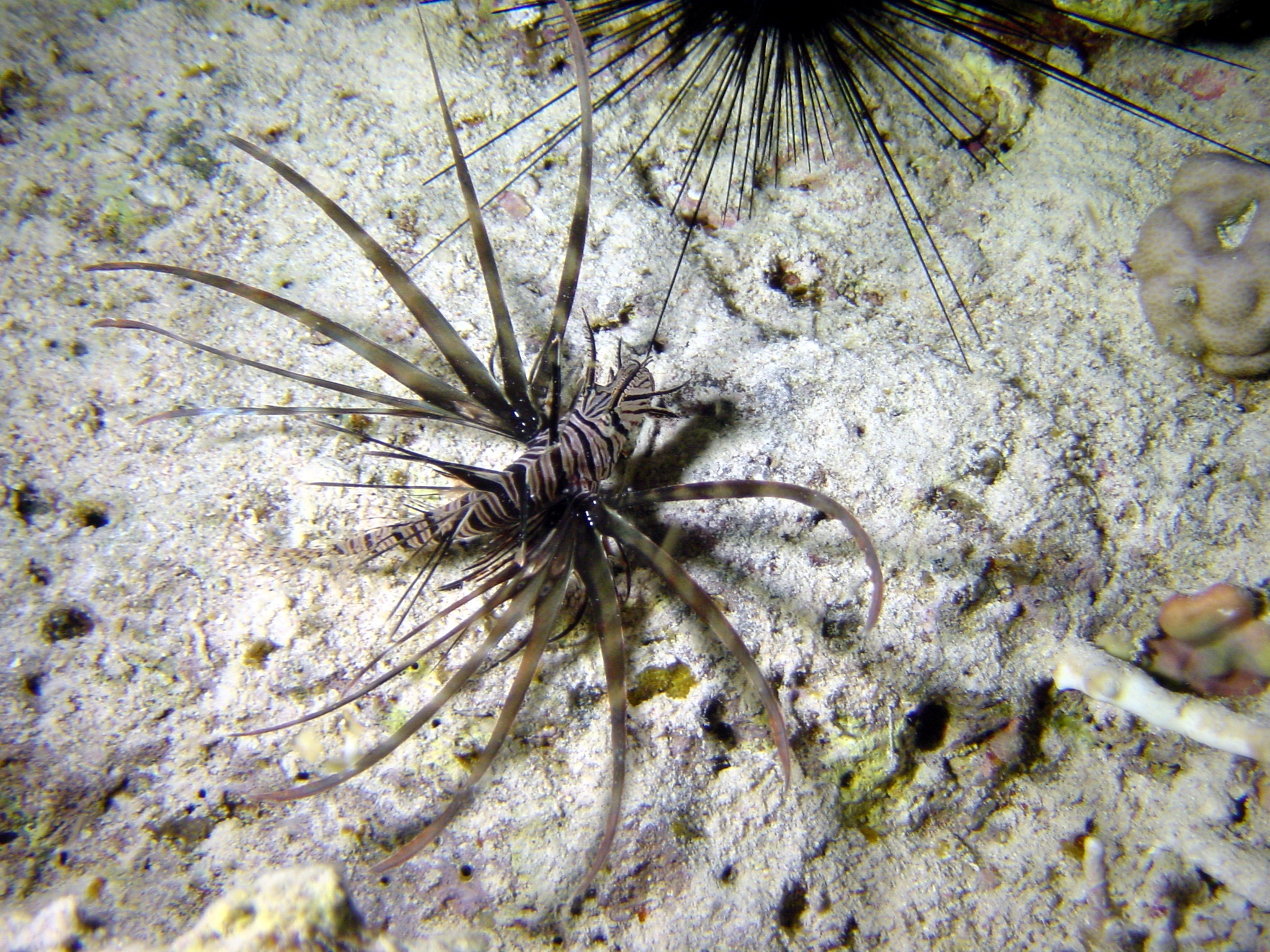 Klicken f�r Bild in voller Aufl�sung