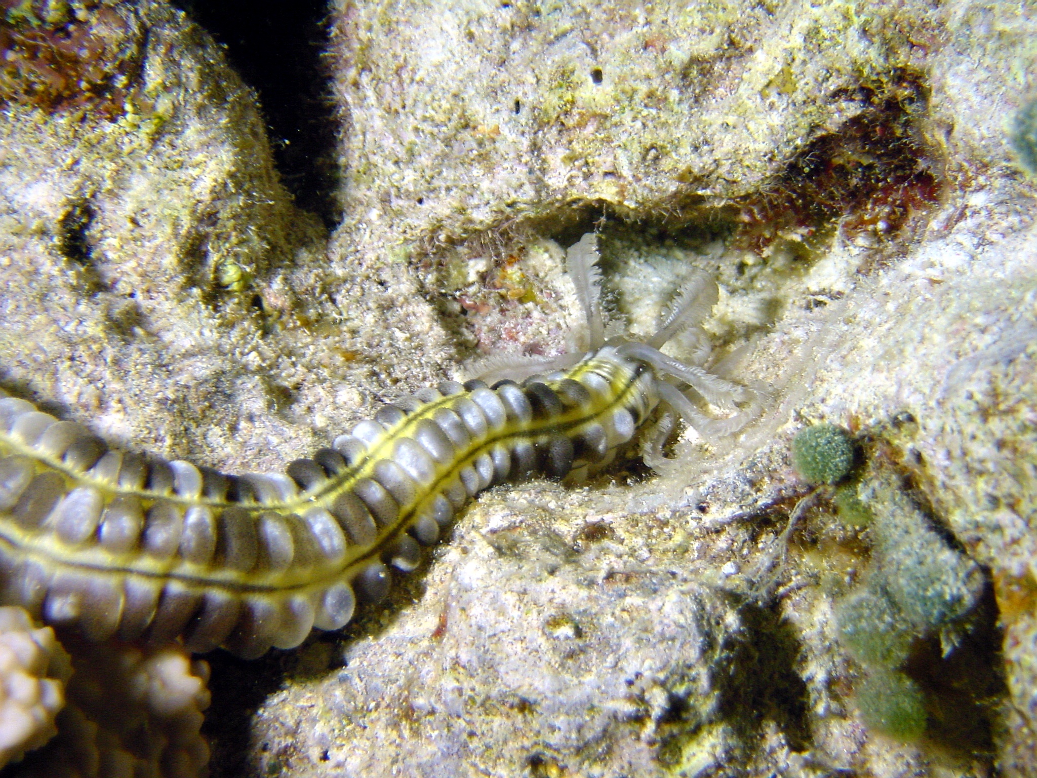 Klicken f�r Bild in voller Aufl�sung