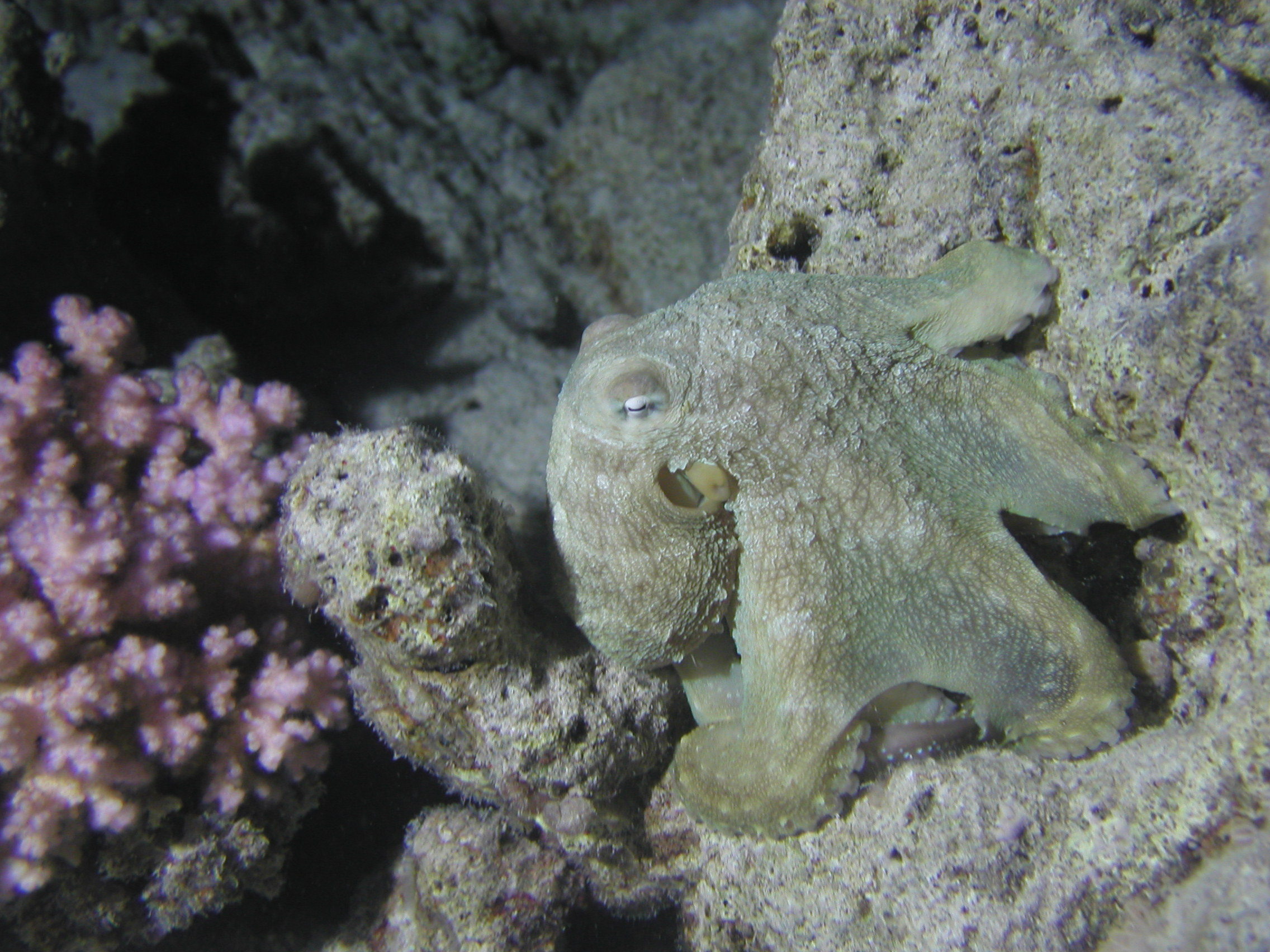 Klicken f�r Bild in voller Aufl�sung