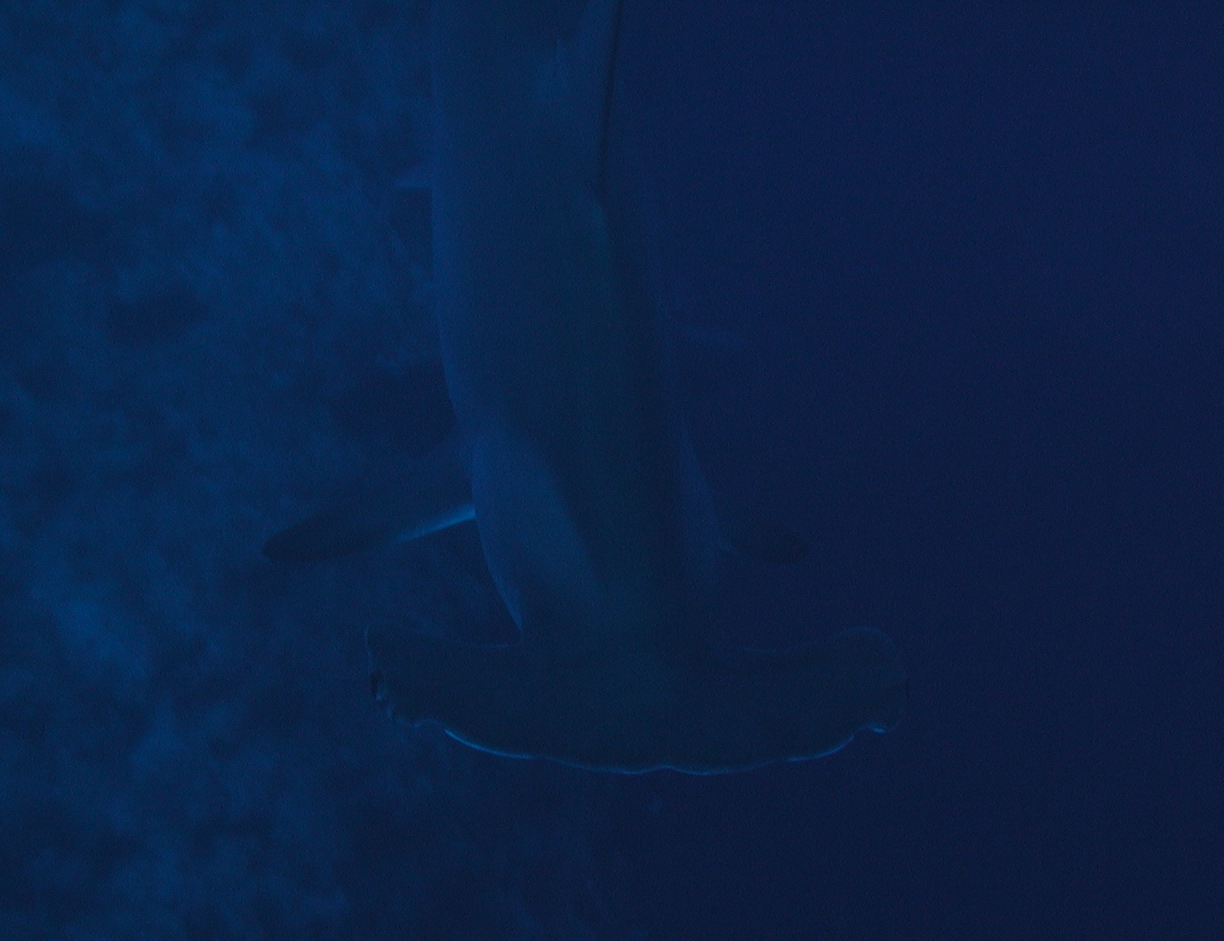 Klicken f�r Bild in voller Aufl�sung