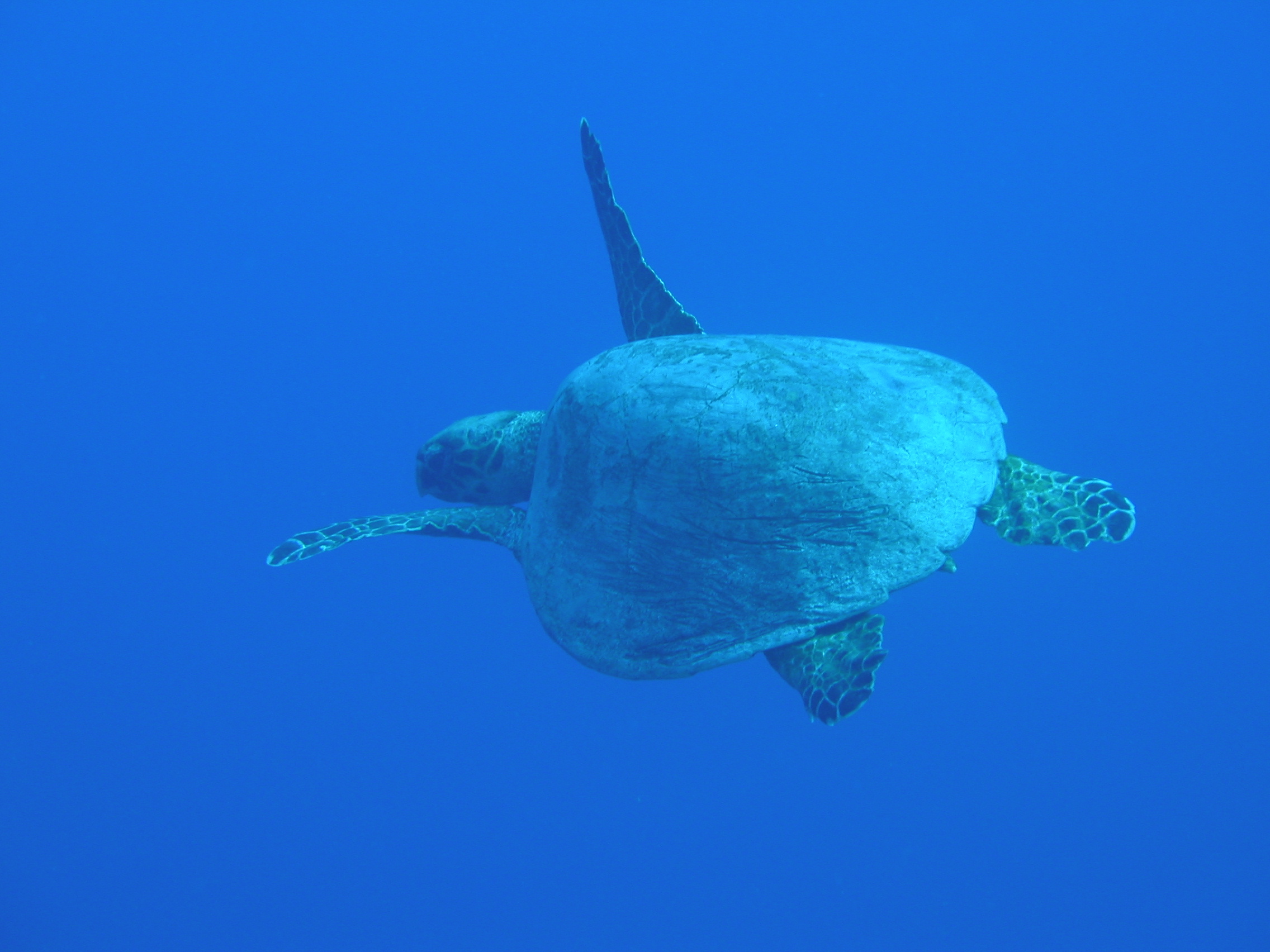 Klicken f�r Bild in voller Aufl�sung