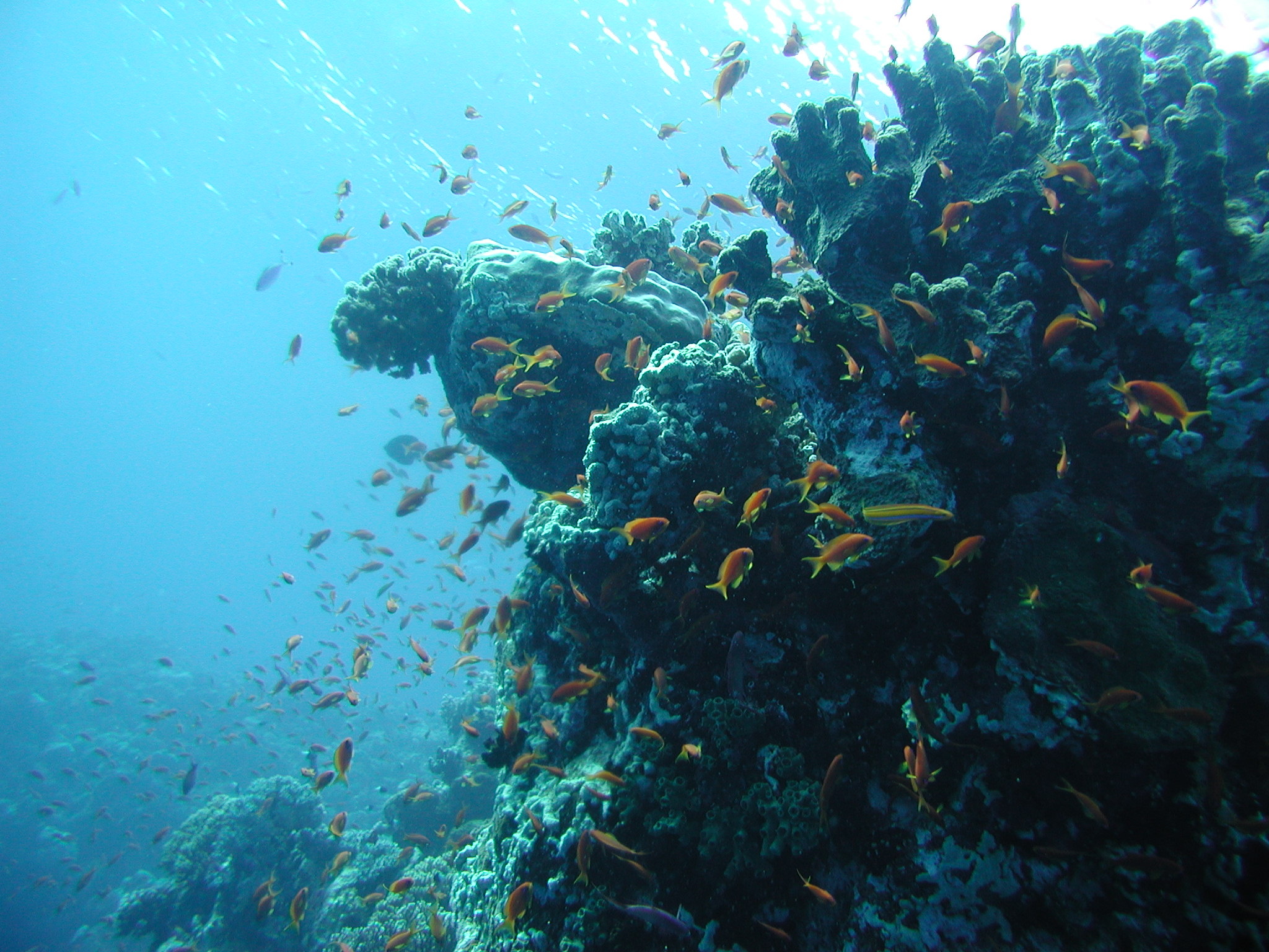 Klicken f�r Bild in voller Aufl�sung