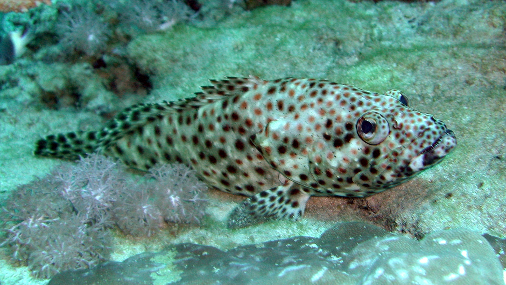 Klicken f�r Bild in voller Aufl�sung