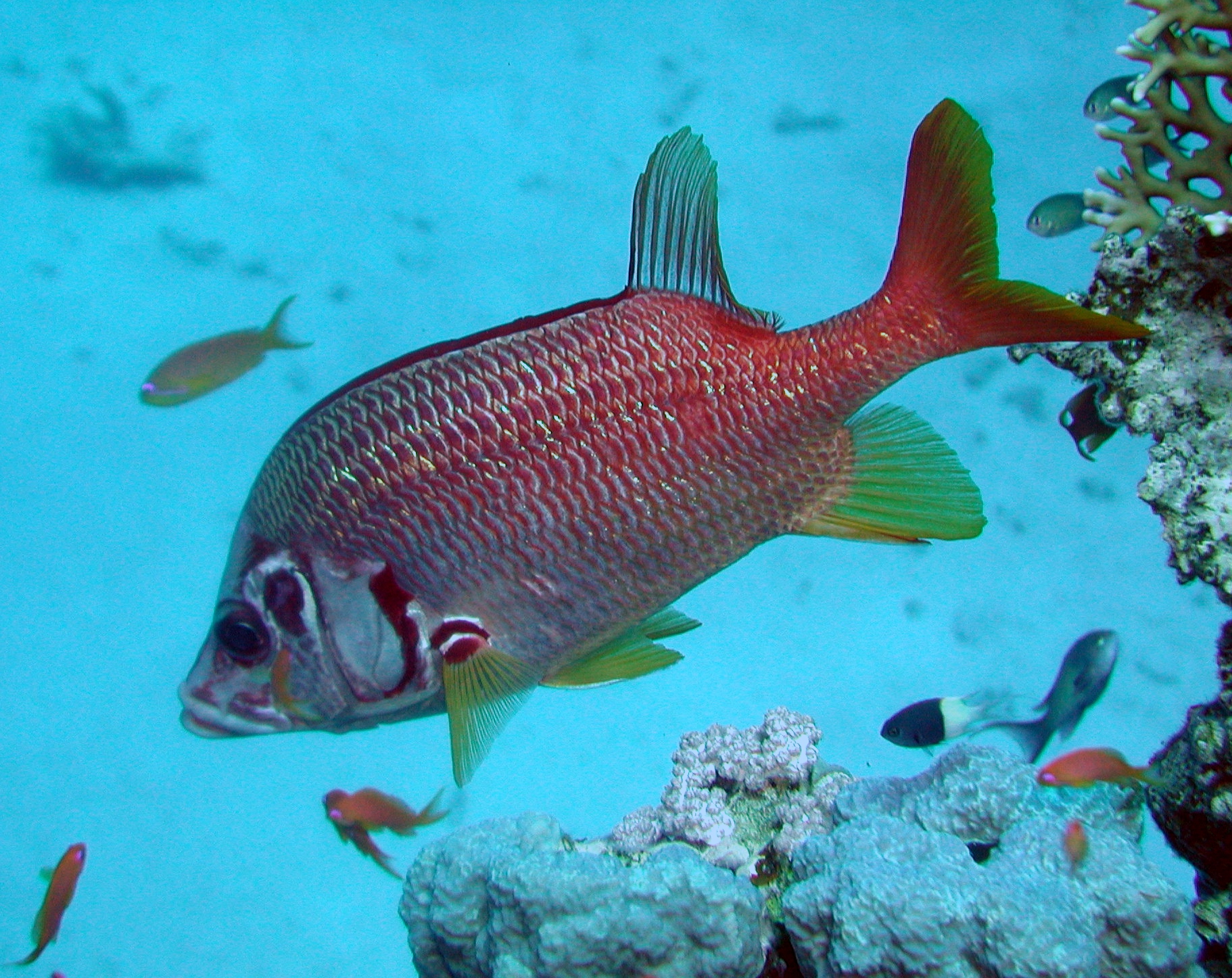 Klicken f�r Bild in voller Aufl�sung