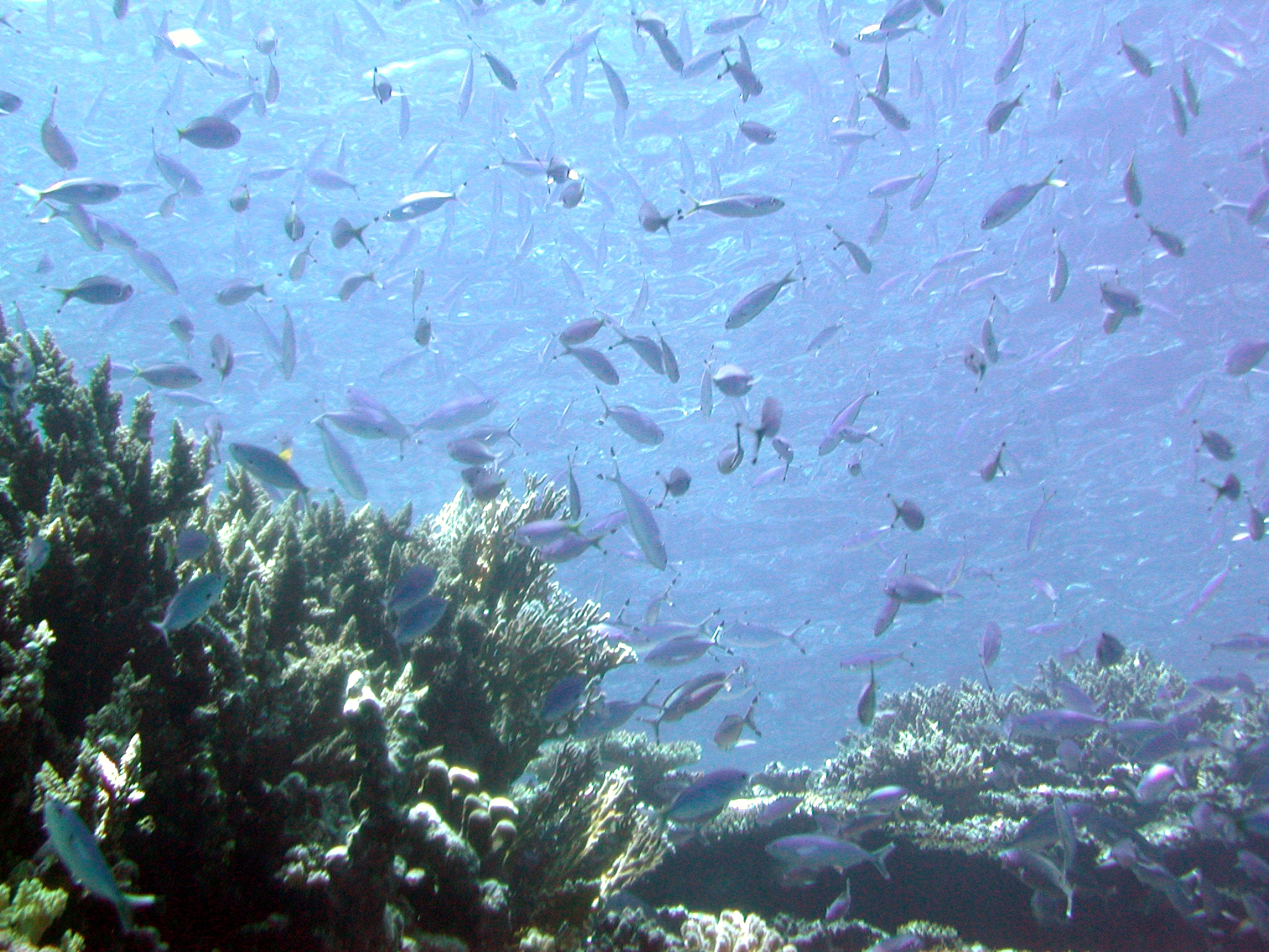 Klicken f�r Bild in voller Aufl�sung