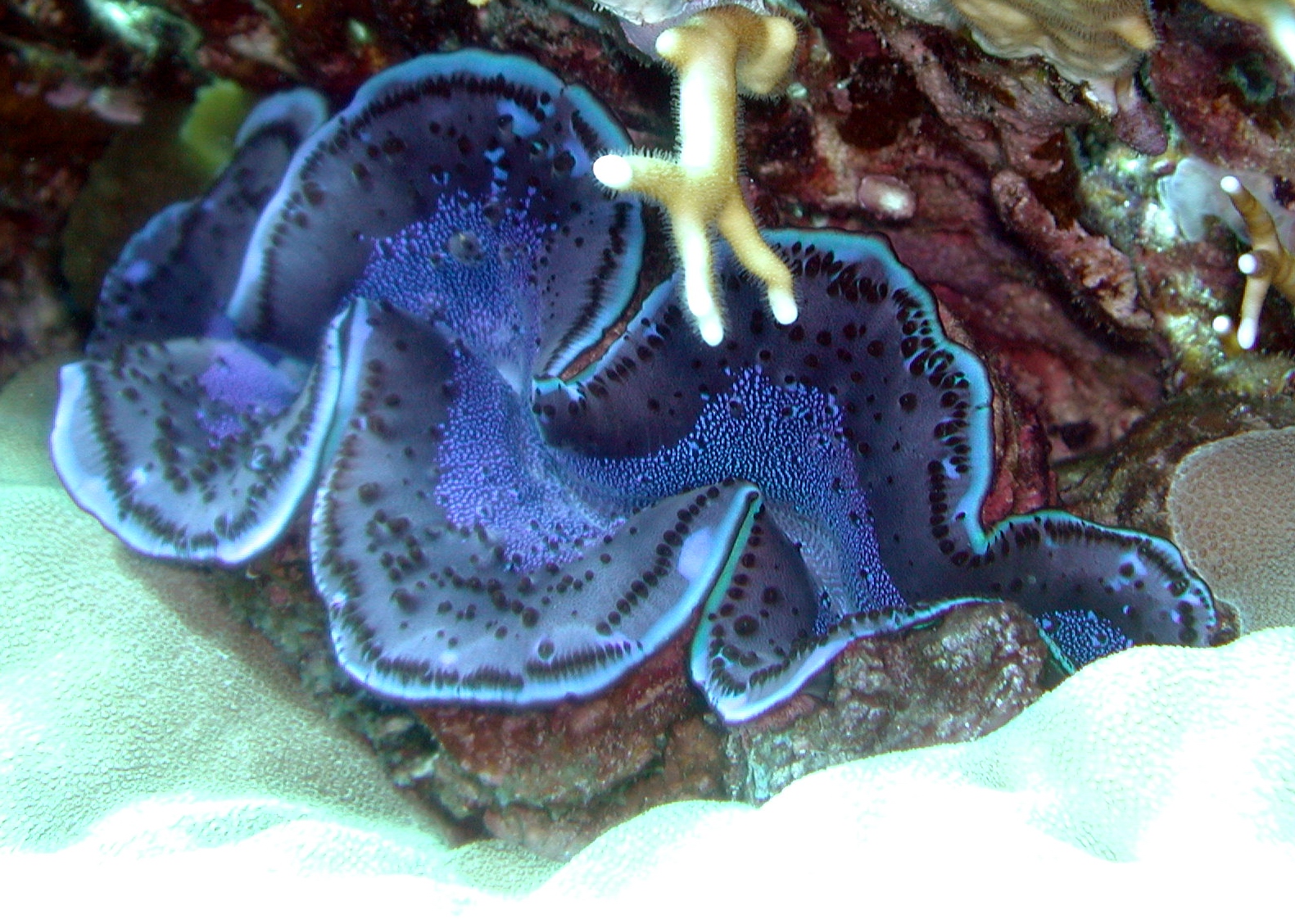 Klicken f�r Bild in voller Aufl�sung