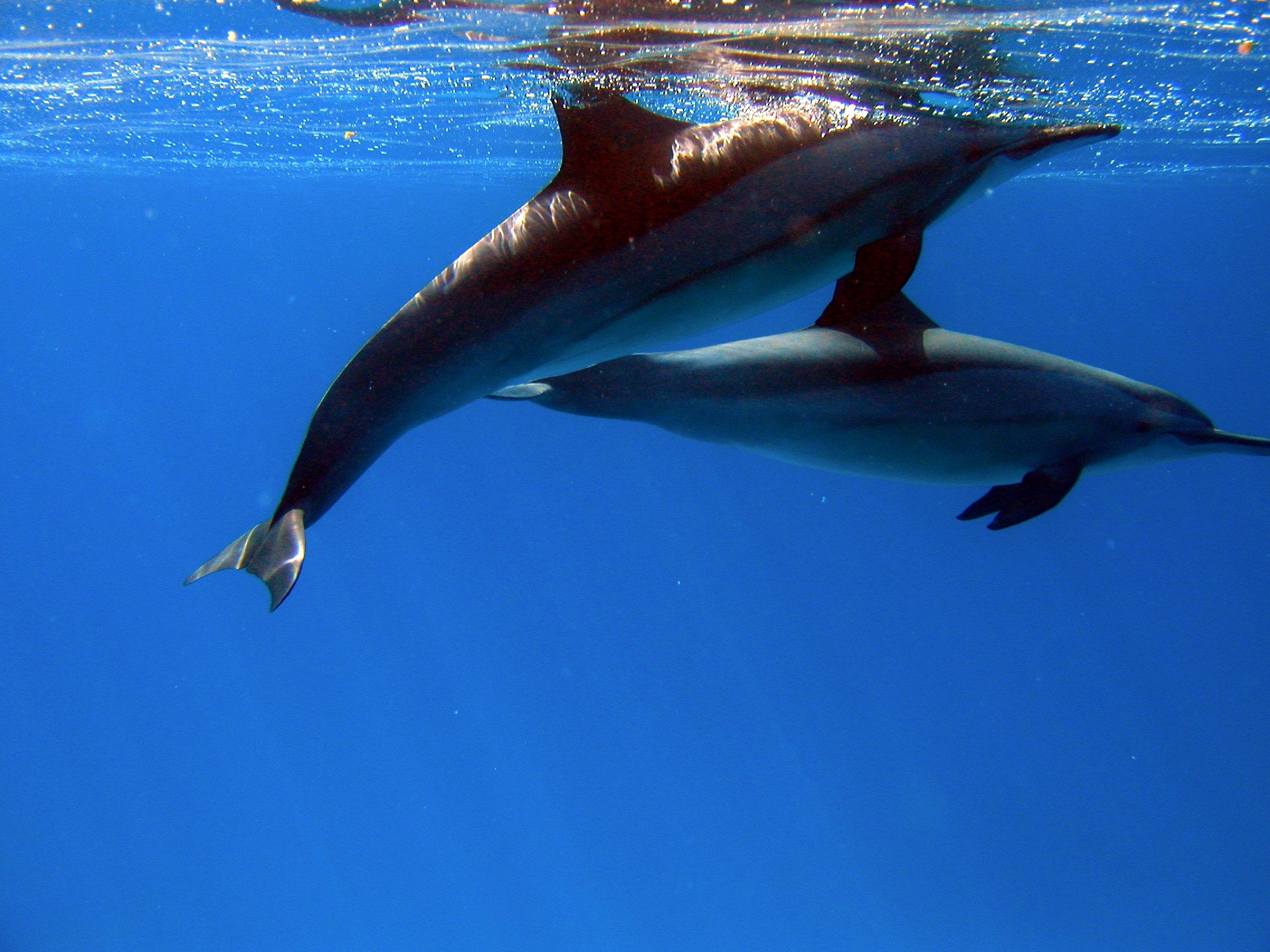 Klicken f�r Bild in voller Aufl�sung