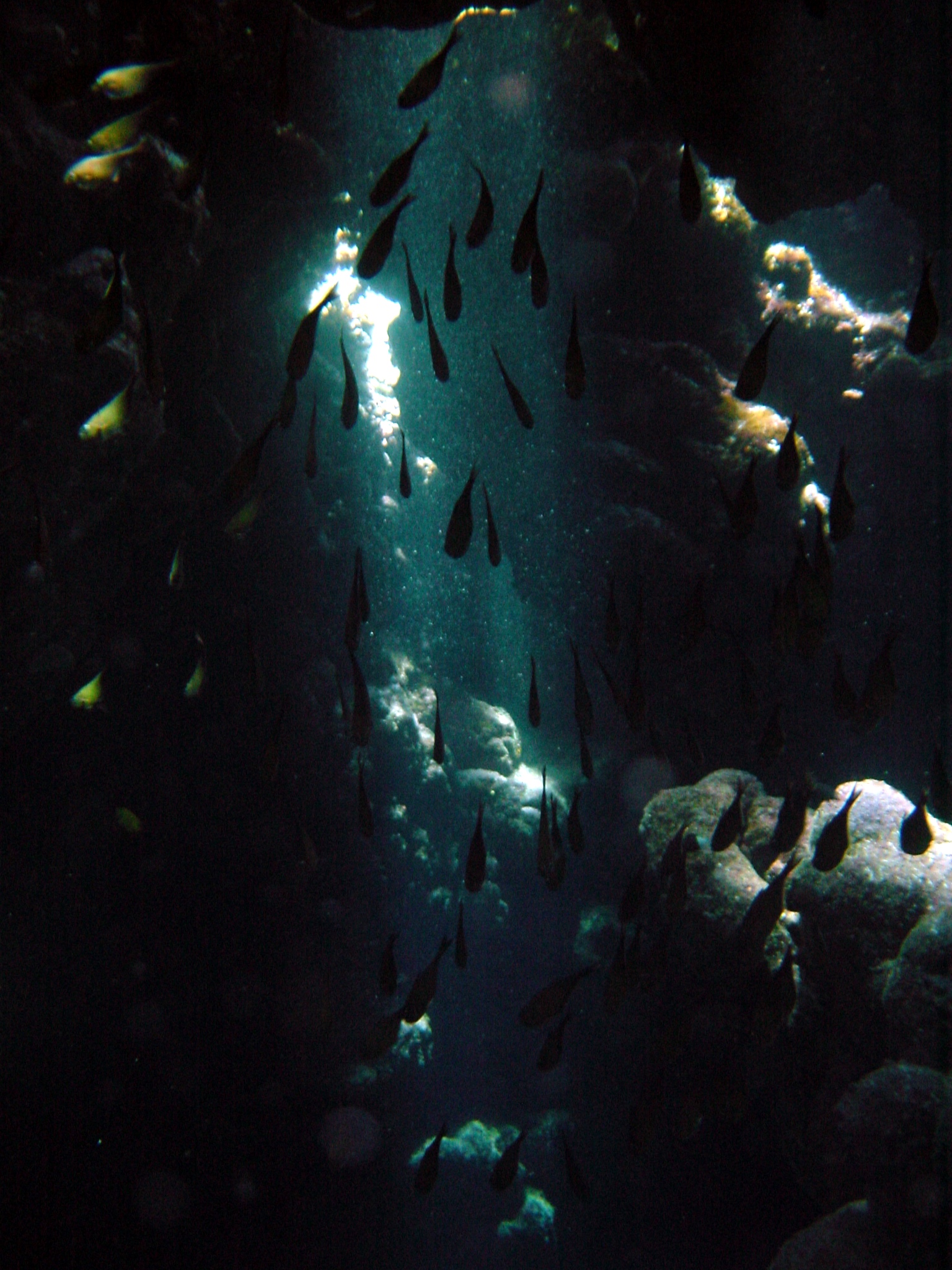 Klicken f�r Bild in voller Aufl�sung