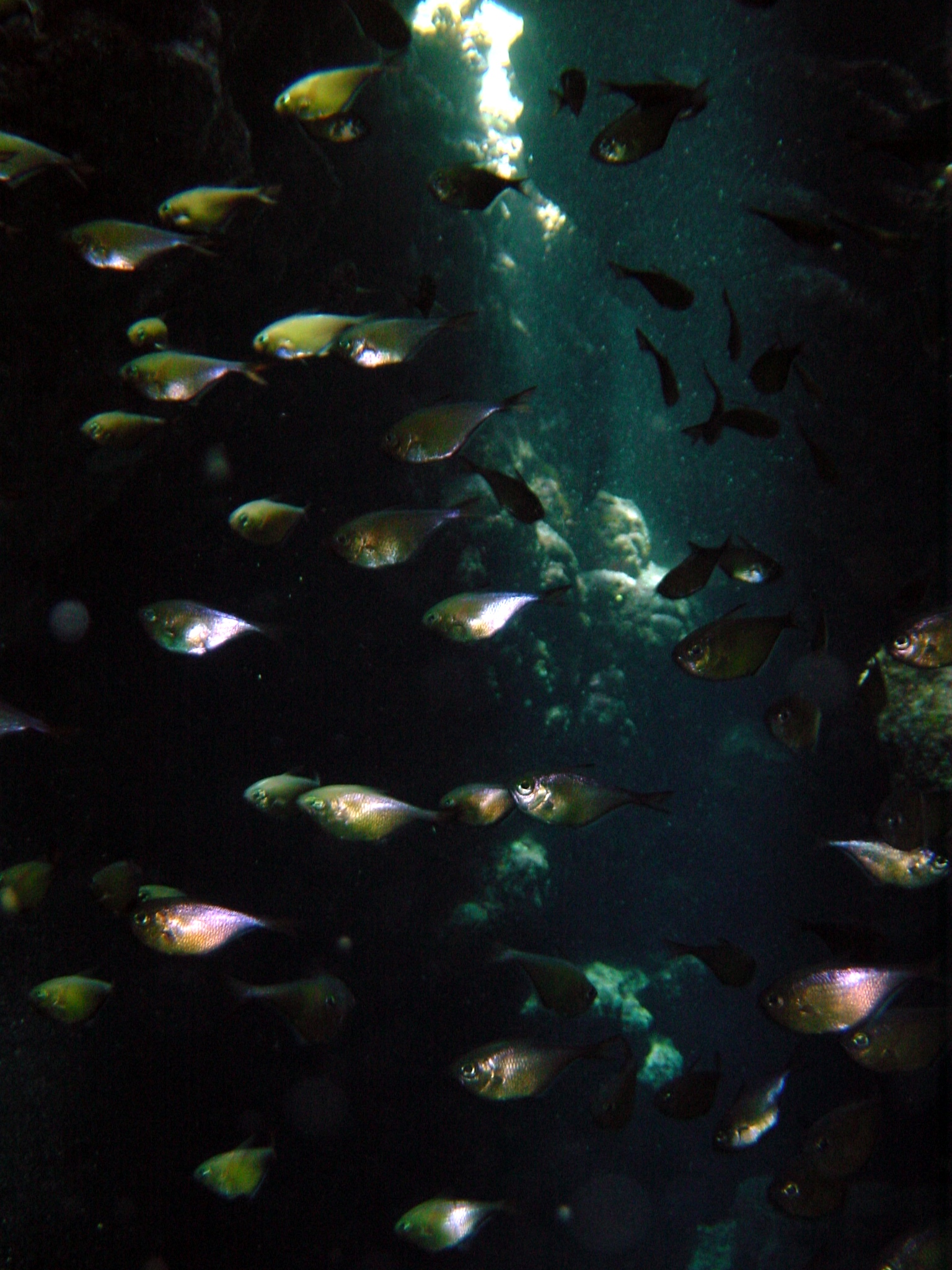 Klicken f�r Bild in voller Aufl�sung