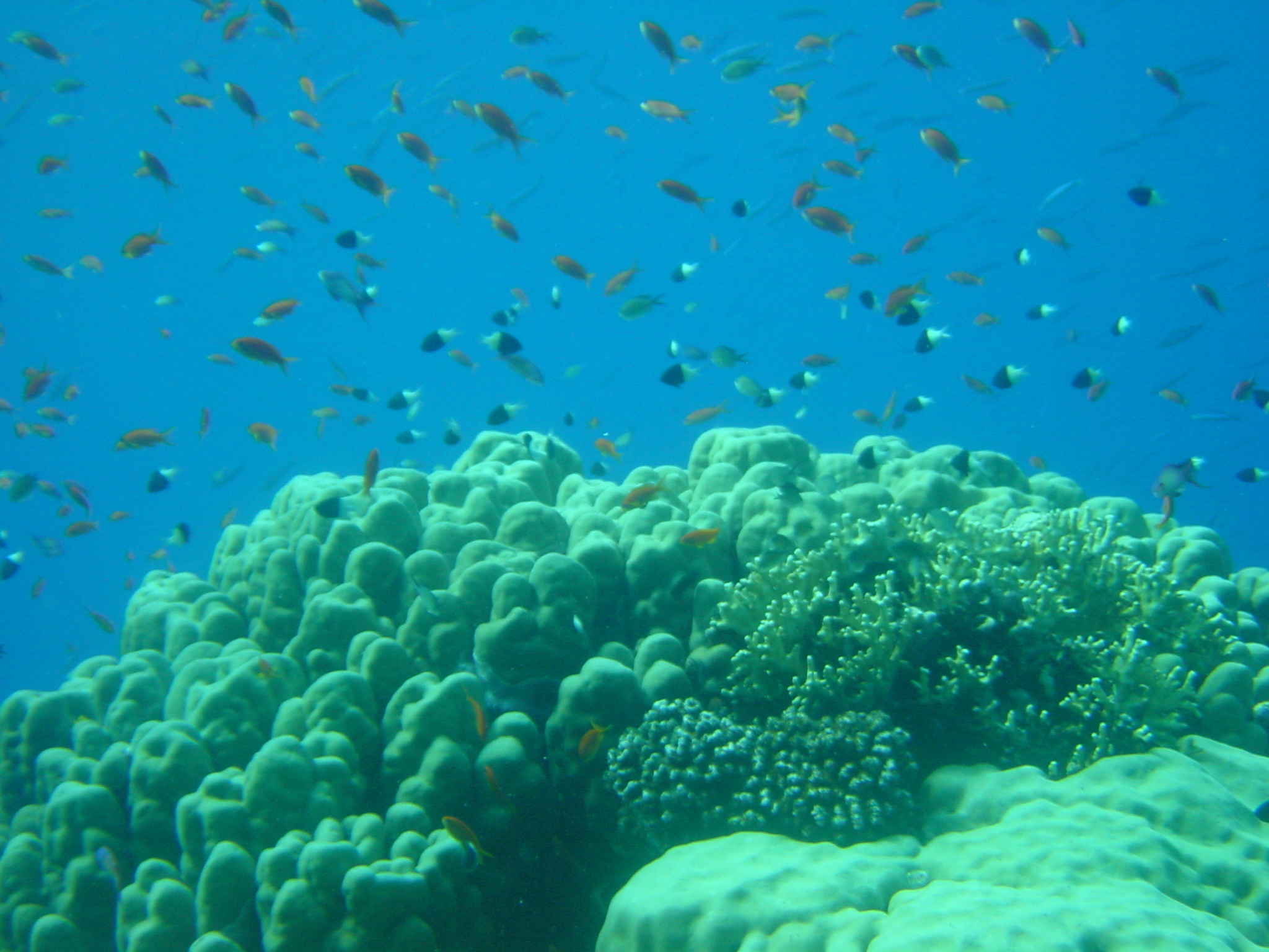 Klicken f�r Bild in voller Aufl�sung