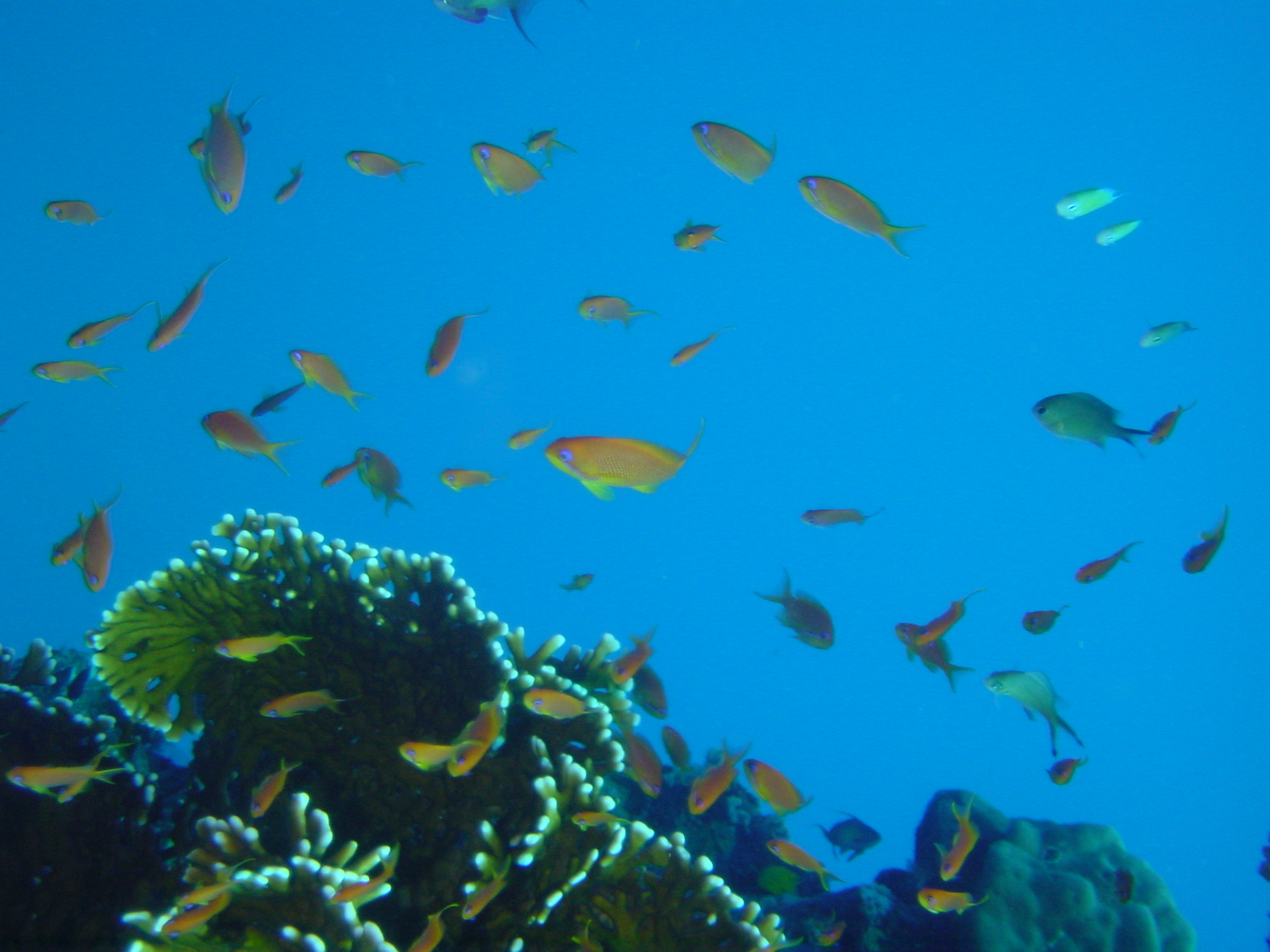 Klicken f�r Bild in voller Aufl�sung