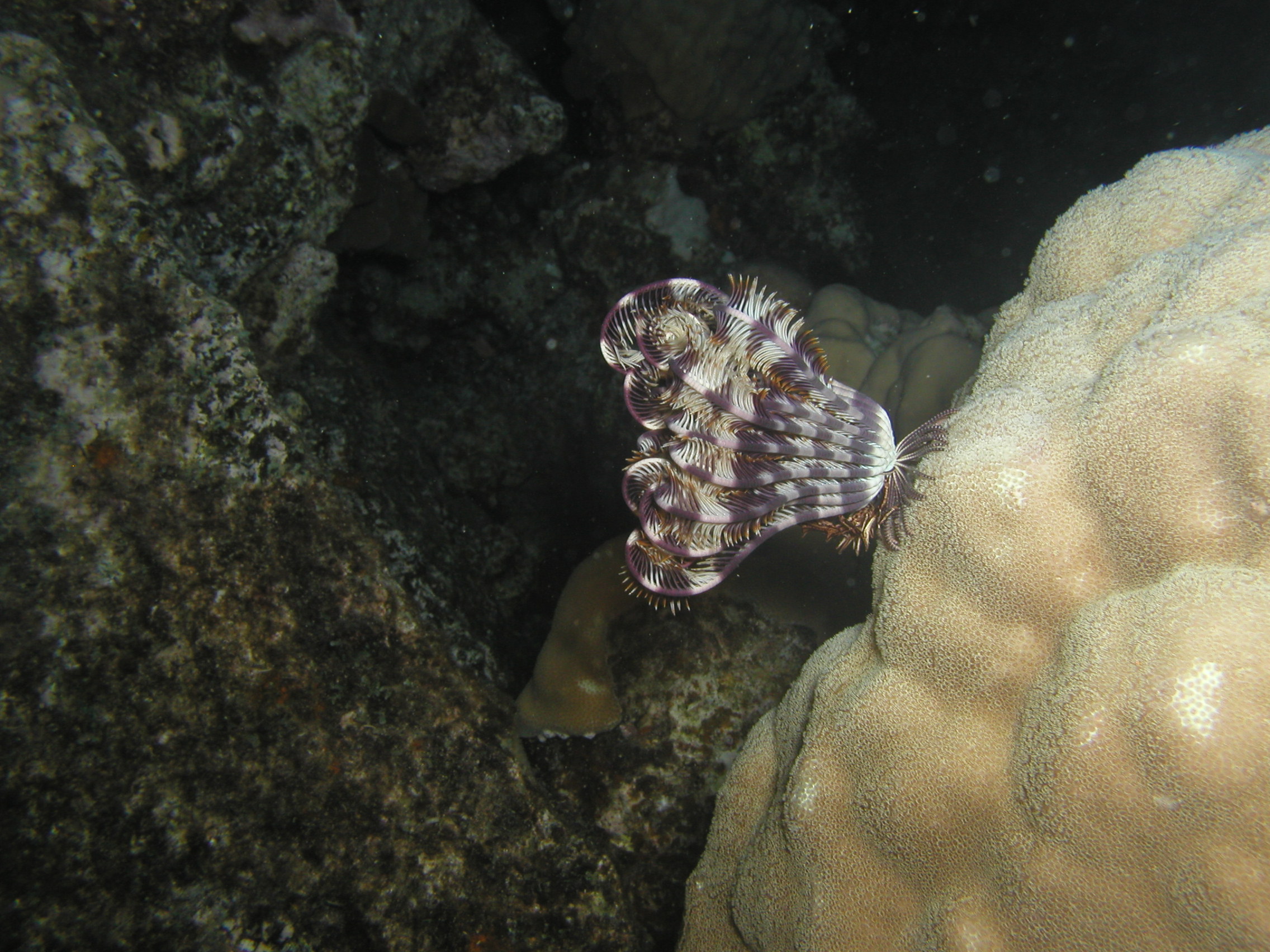 Klicken f�r Bild in voller Aufl�sung