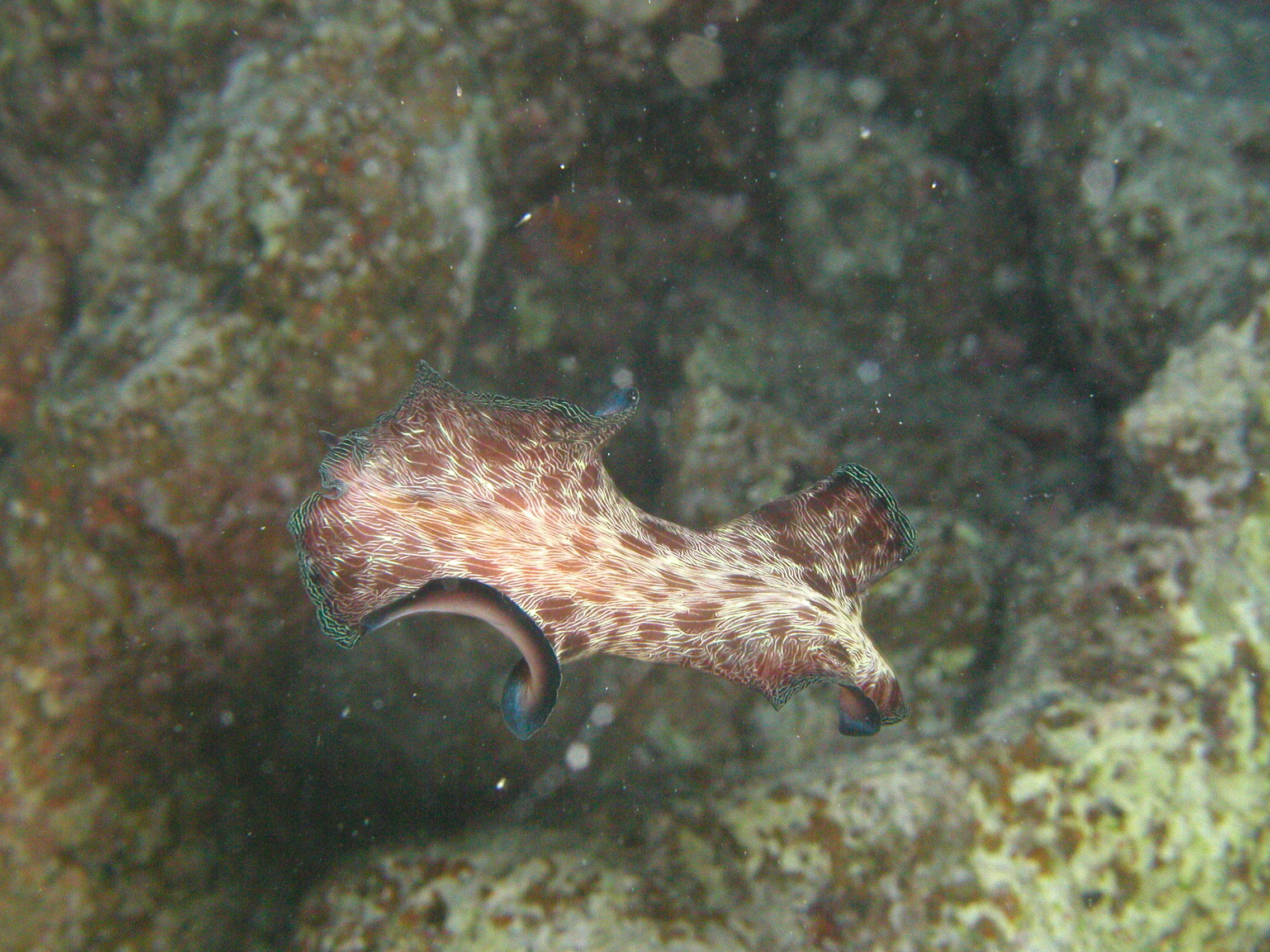 Klicken f�r Bild in voller Aufl�sung