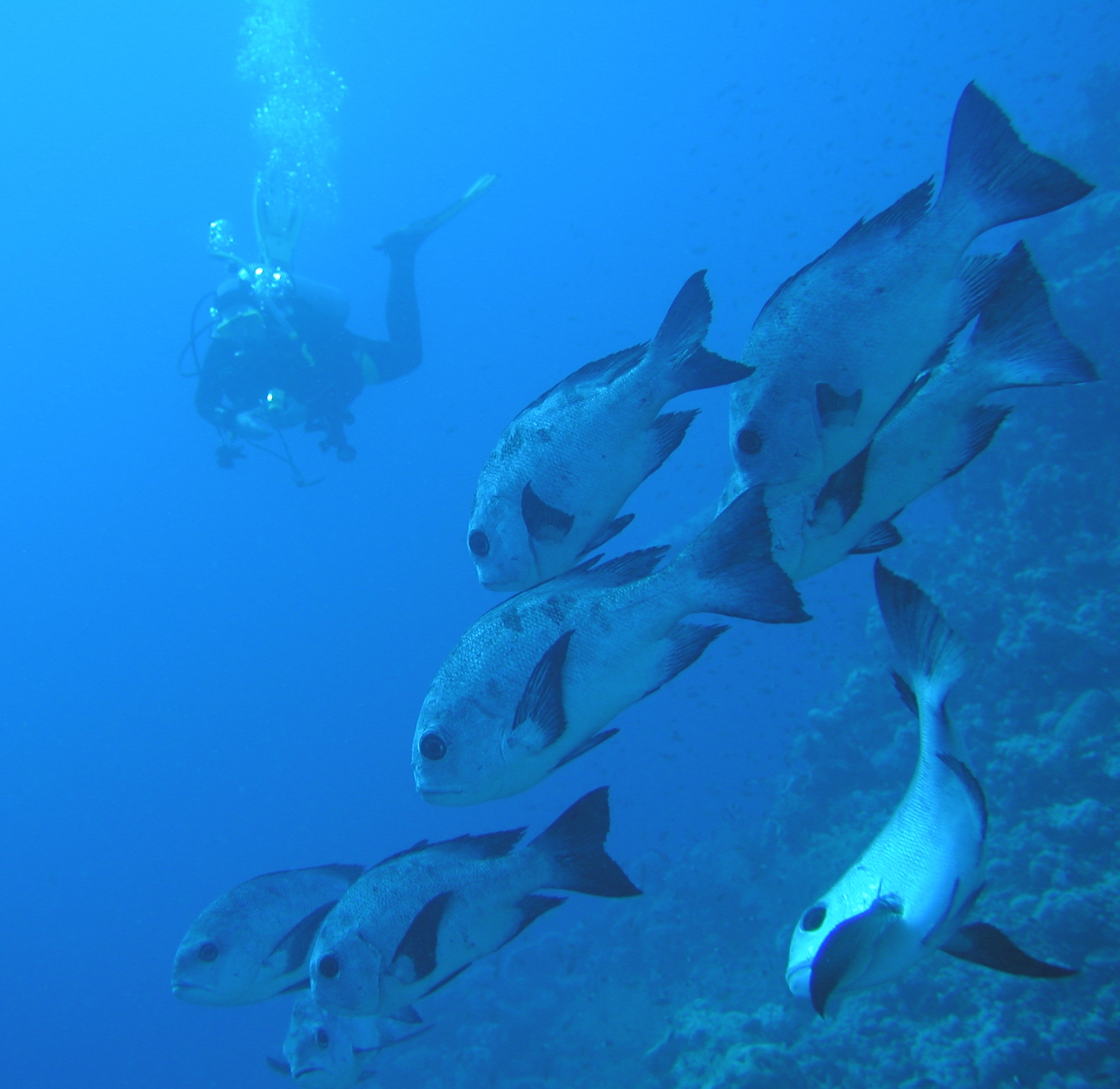 Klicken f�r Bild in voller Aufl�sung